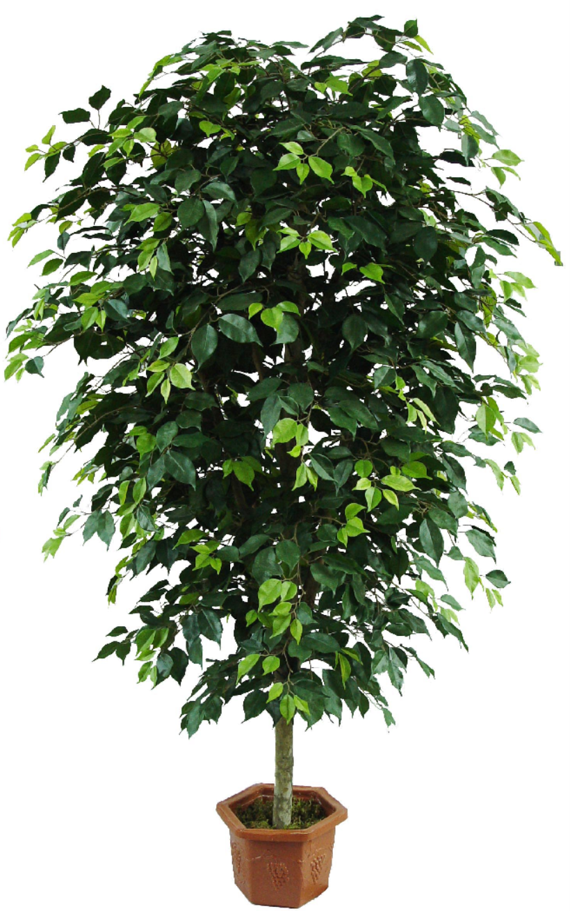 Ficus Tree