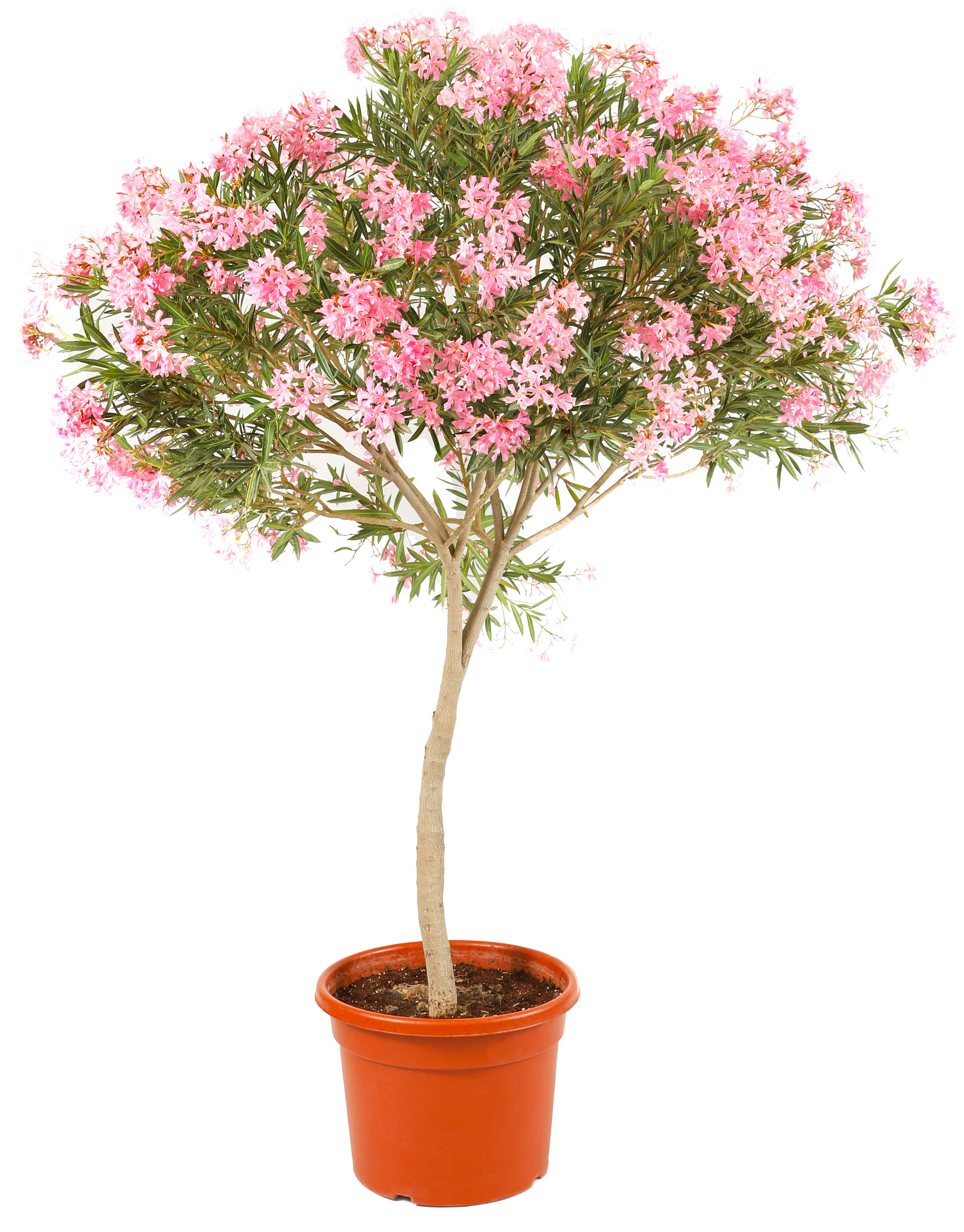 نيريوم أولياندر