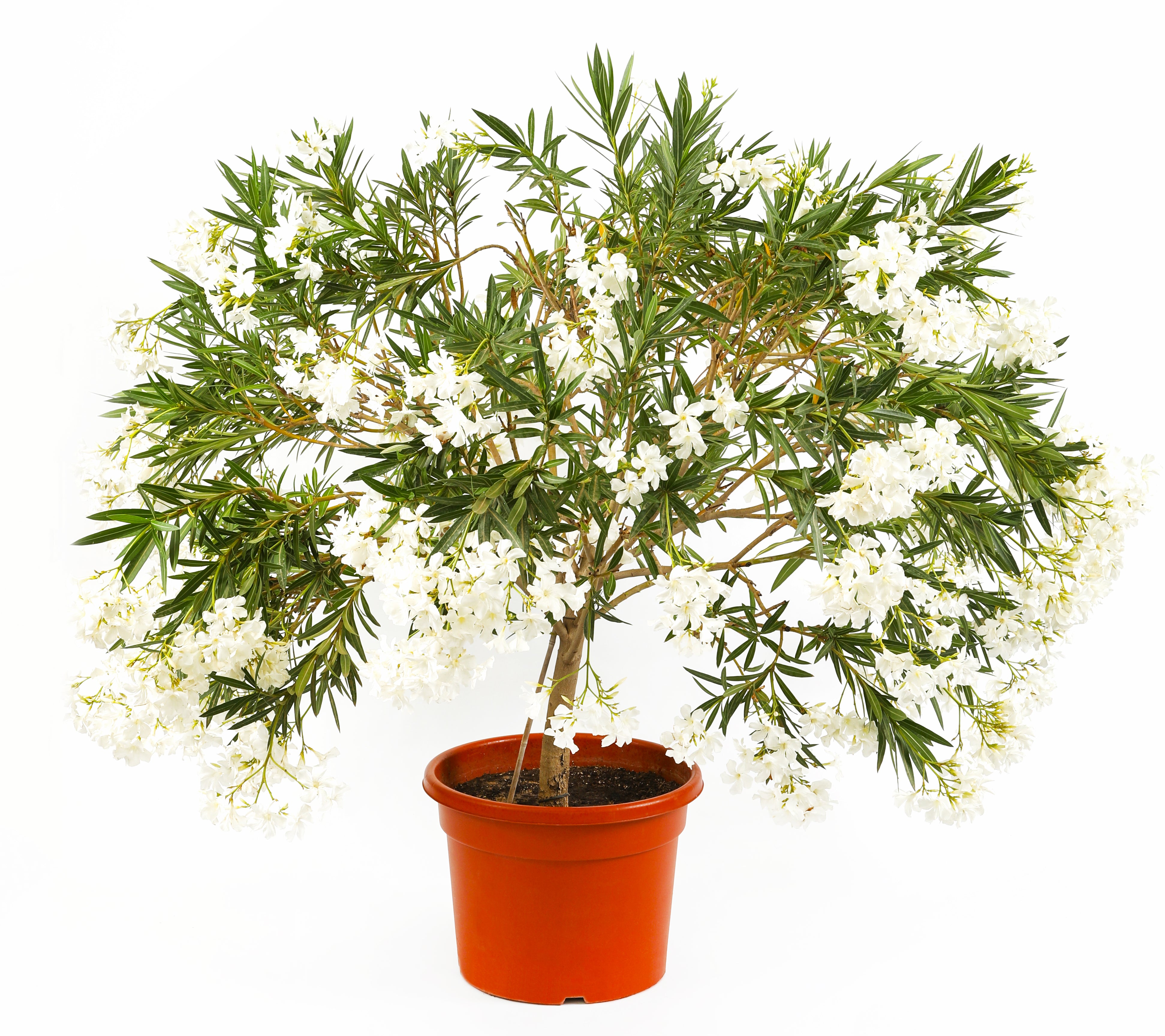 نيريوم أولياندر