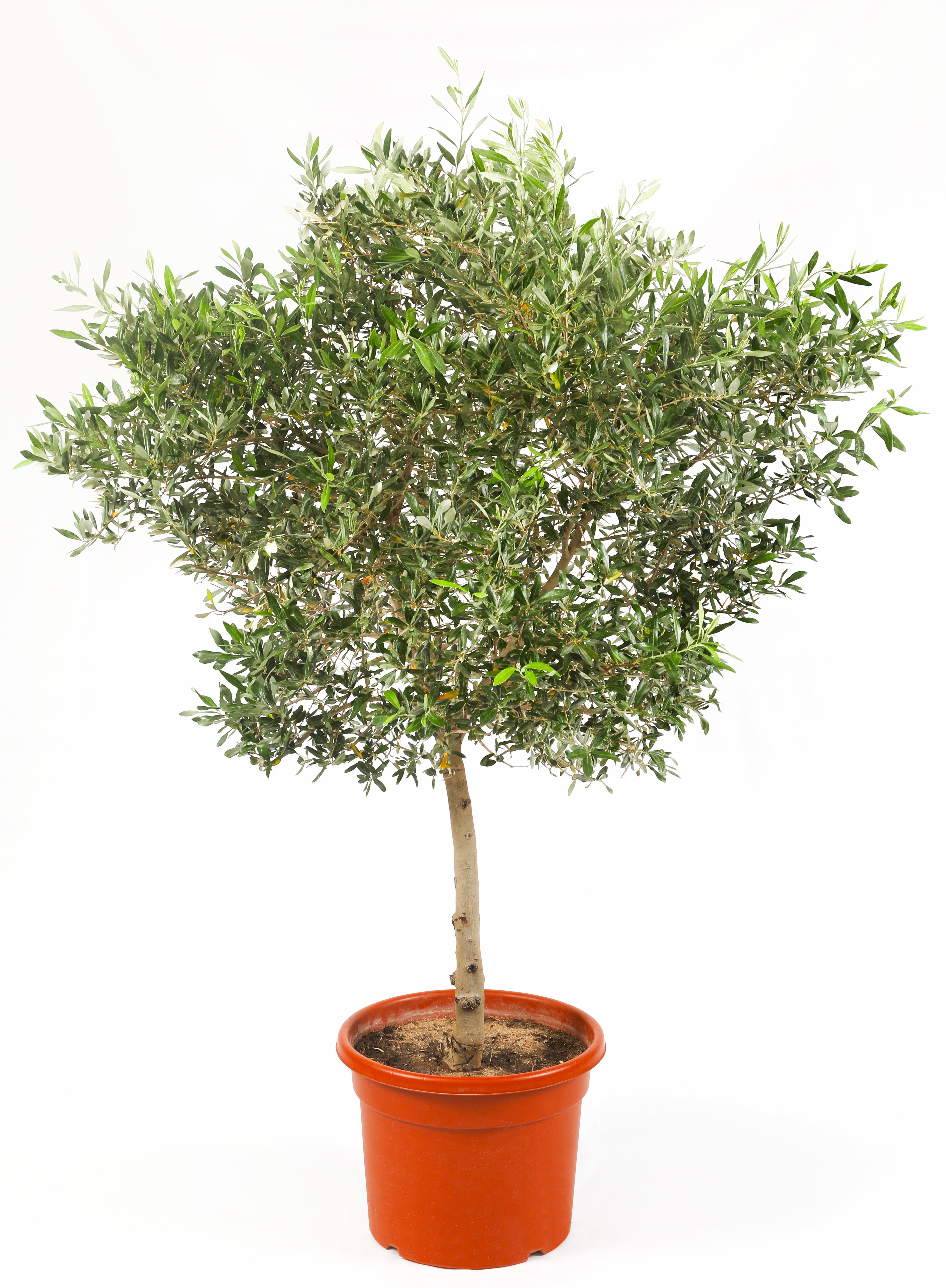 Olive Tree