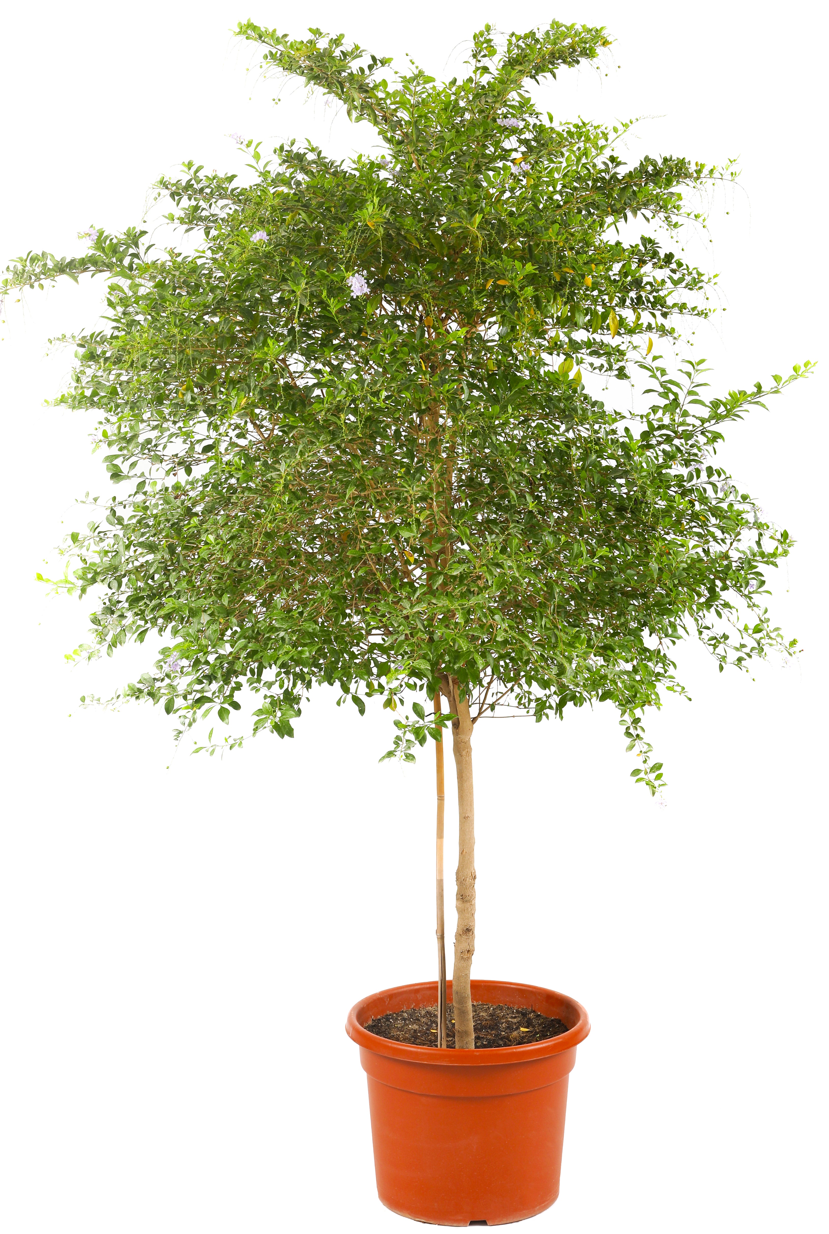 دورانتا جرين