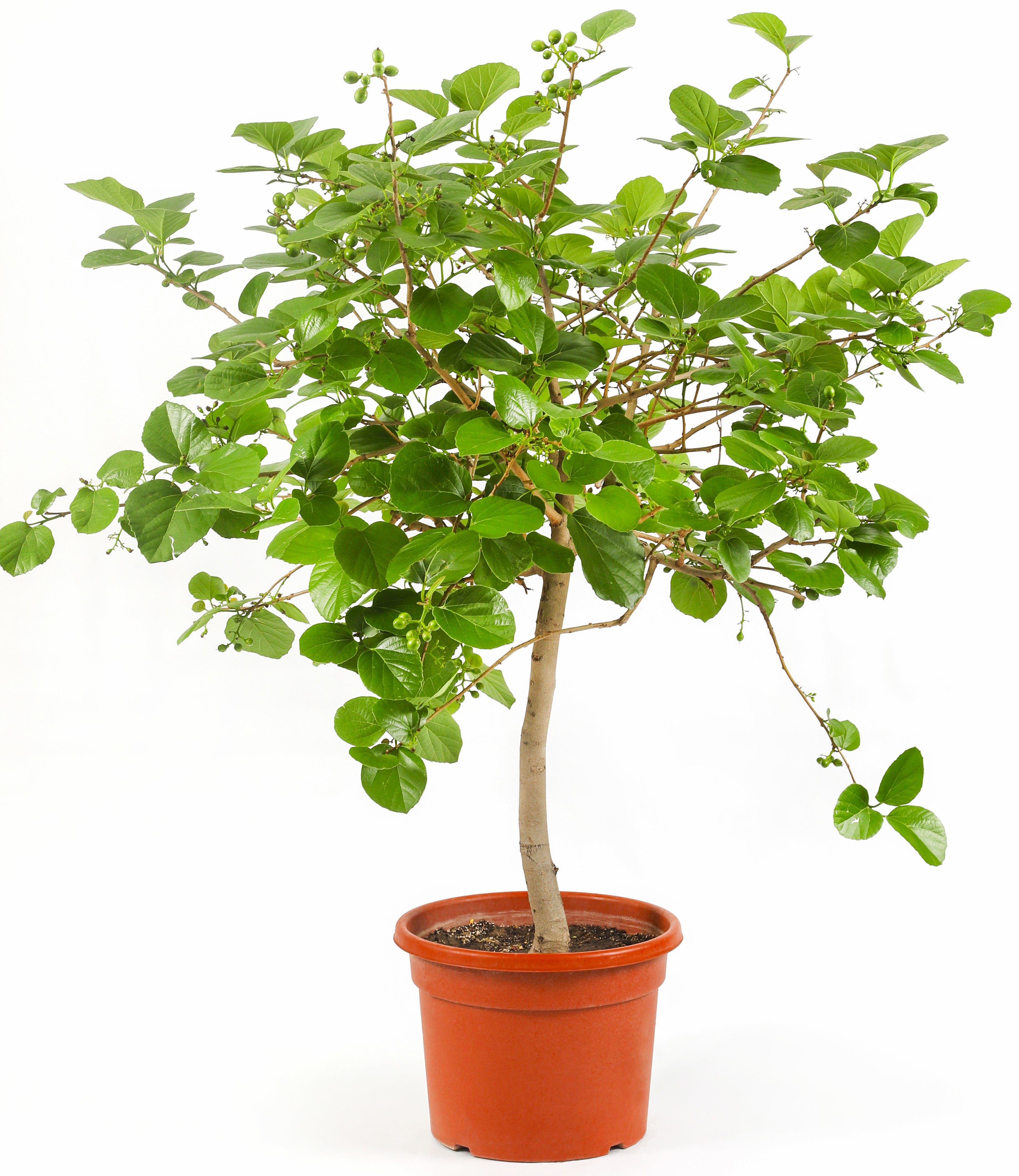 كورديا ميكسا