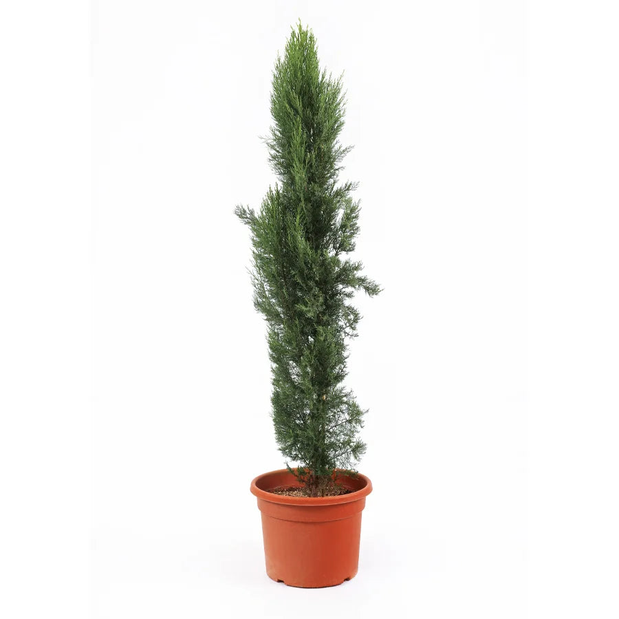 Cupressus