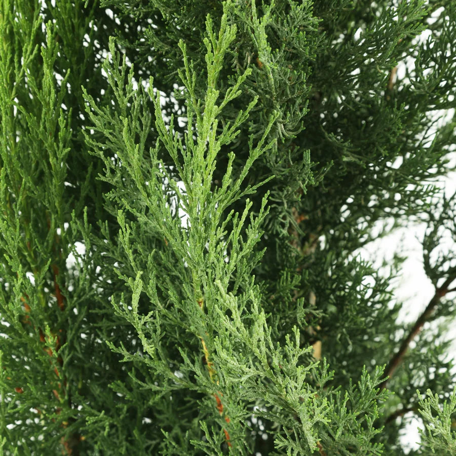 Cupressus