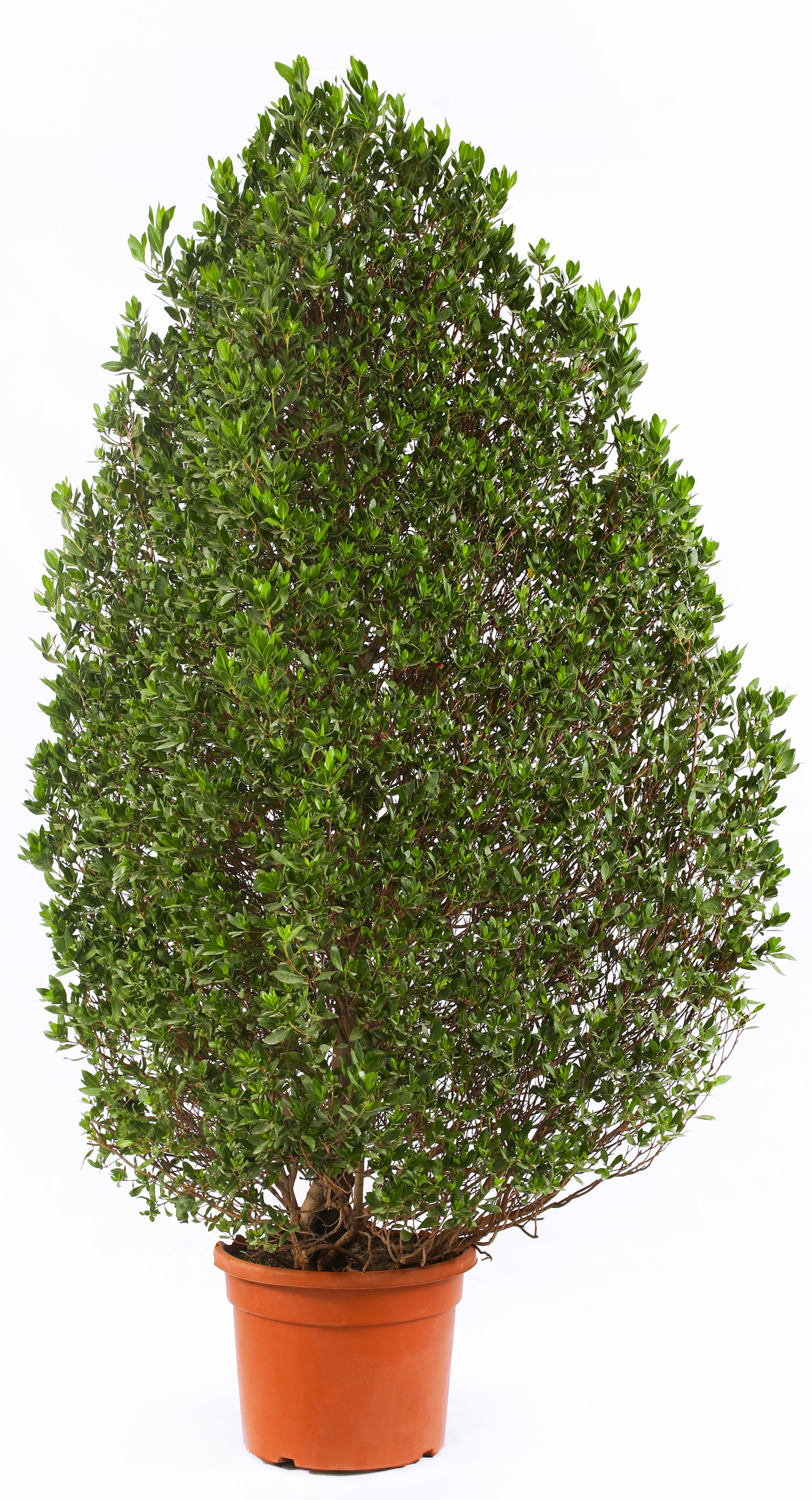 كونوكاربوس (الهرم)