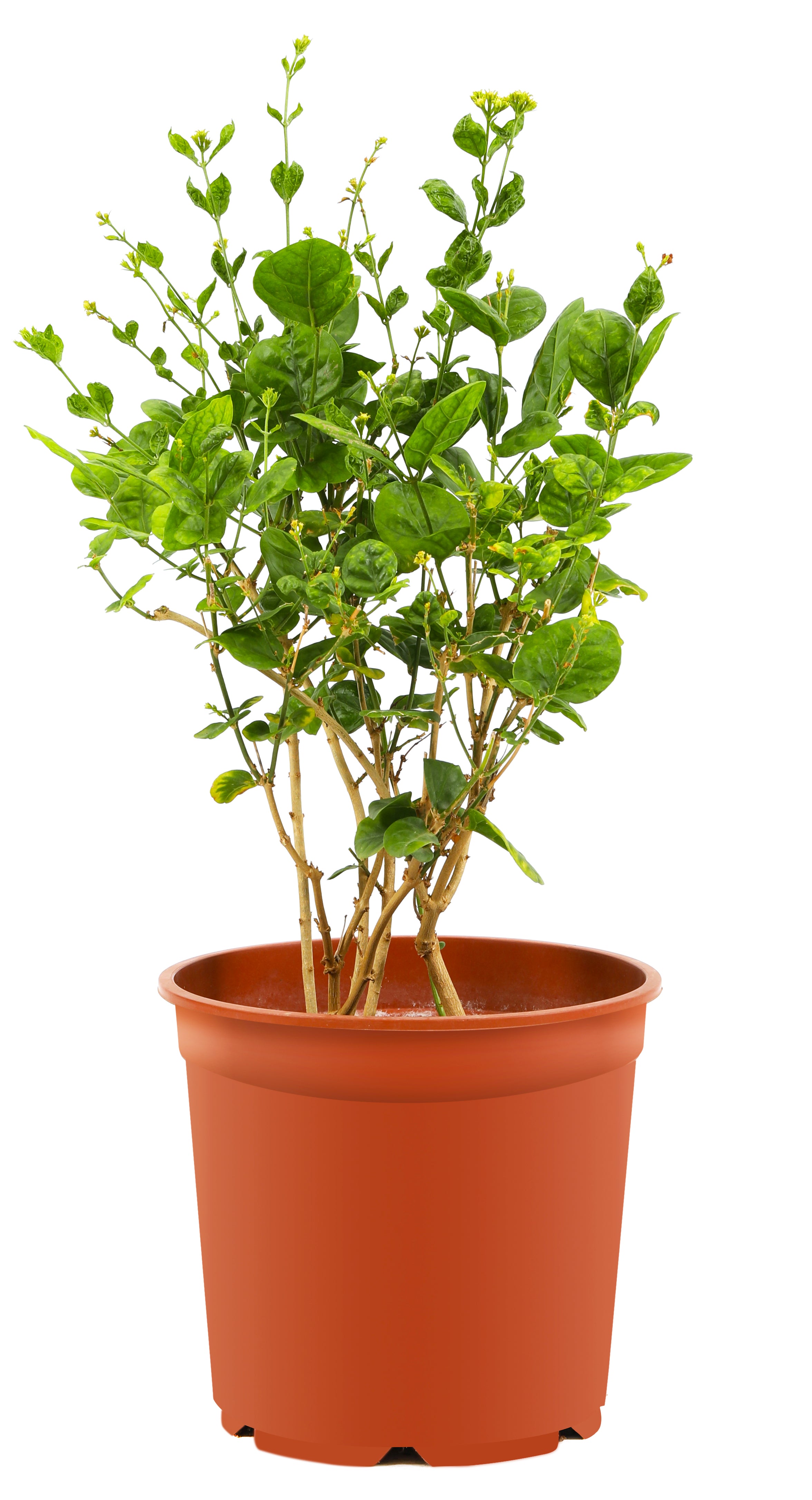 Jasminum Sambac