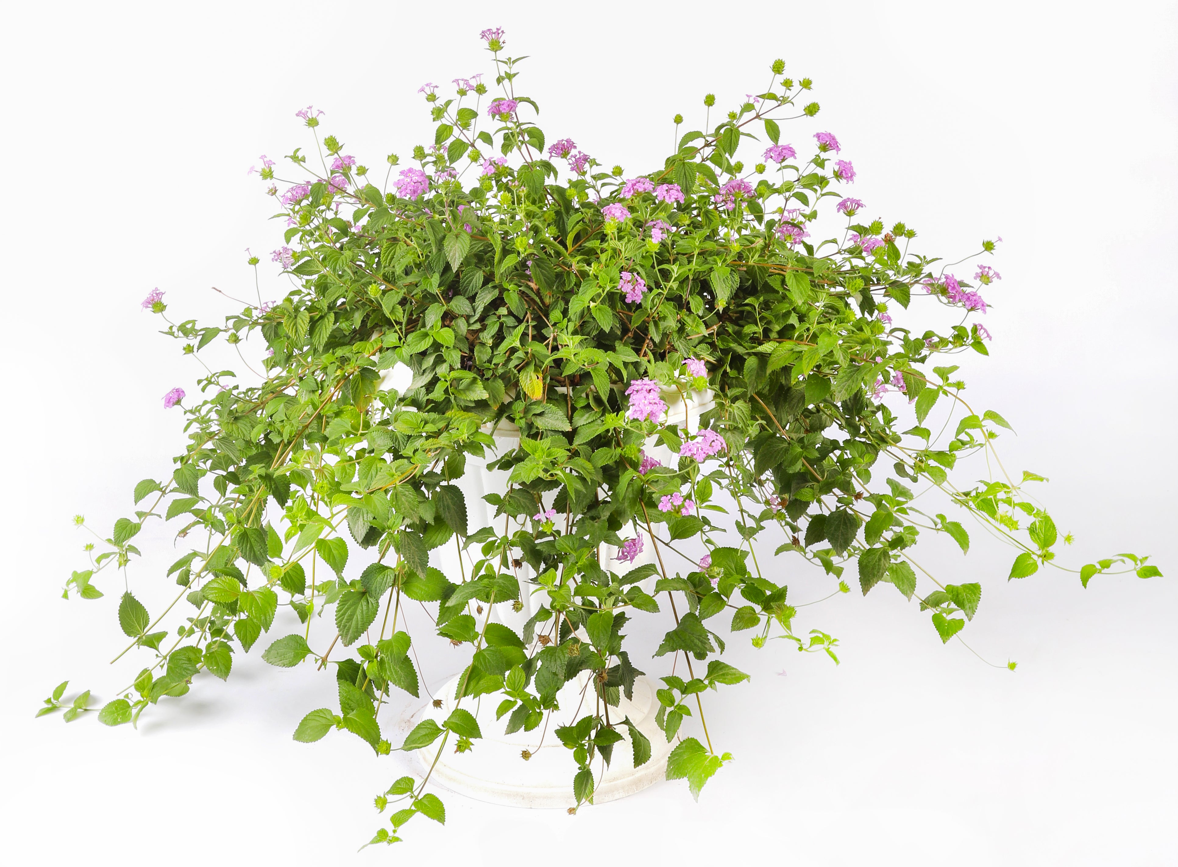 Lantana Montevidensis