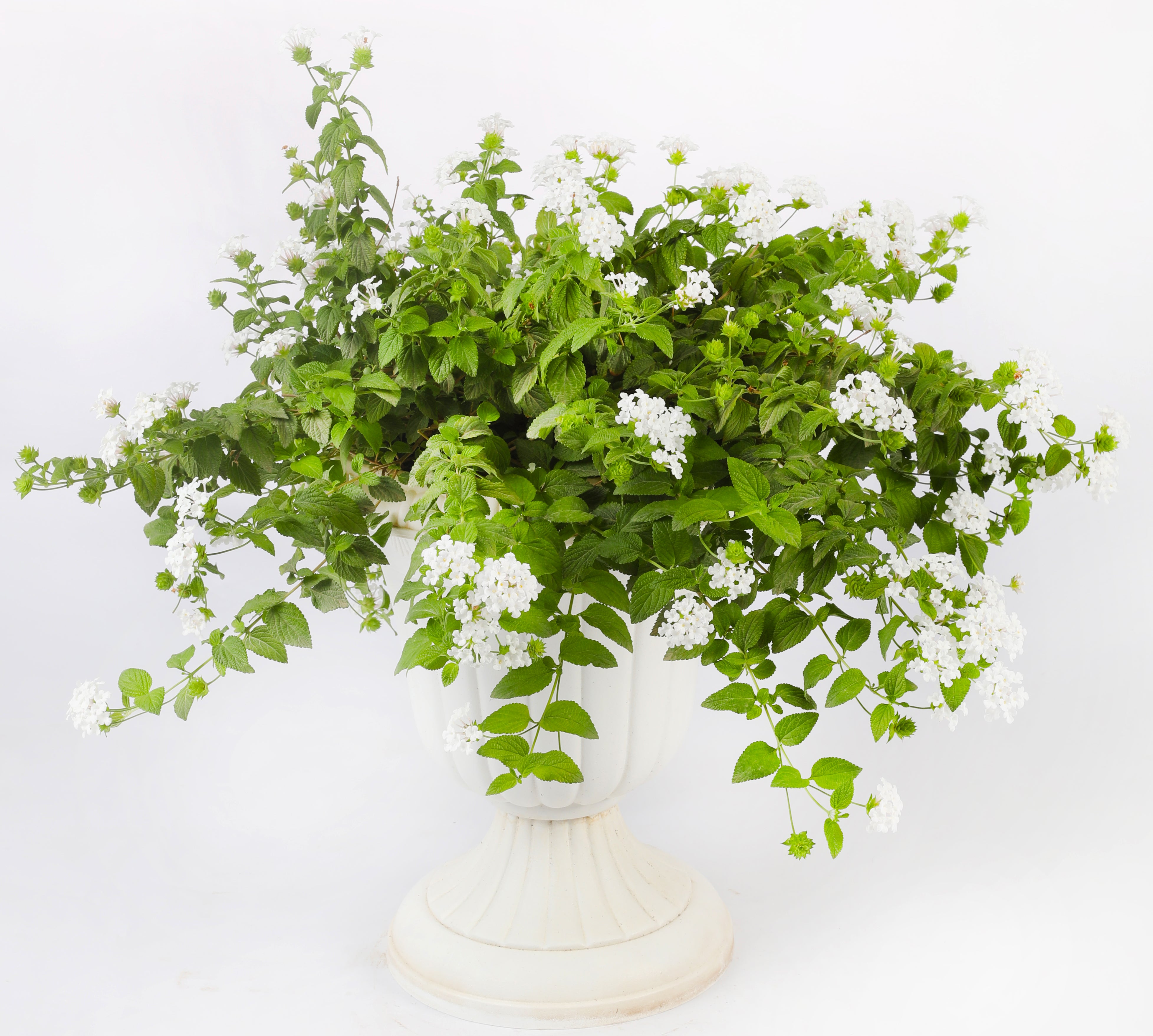 Lantana Montevidensis