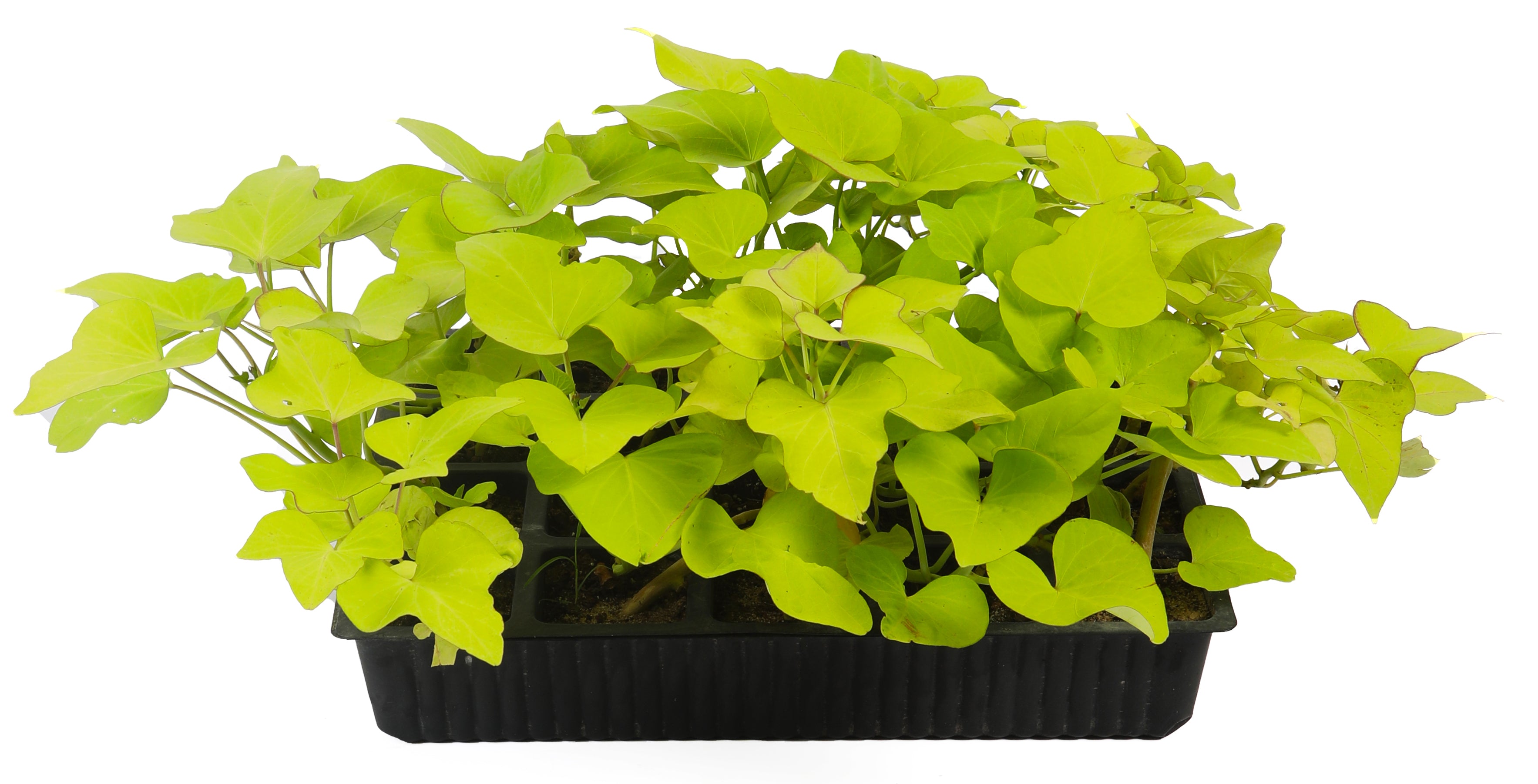 Potato Vine Trays