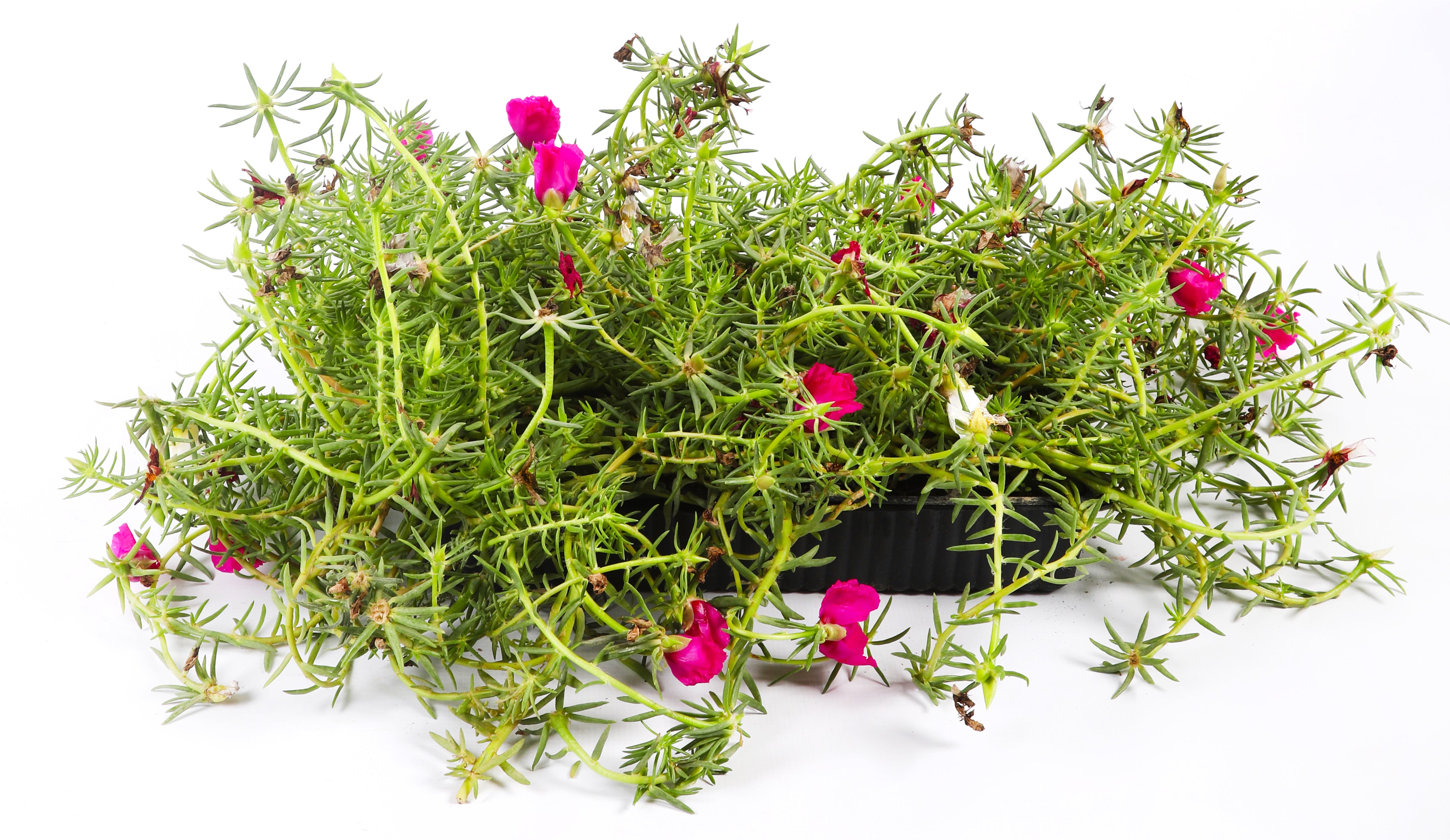 Portulaca Plant Trays