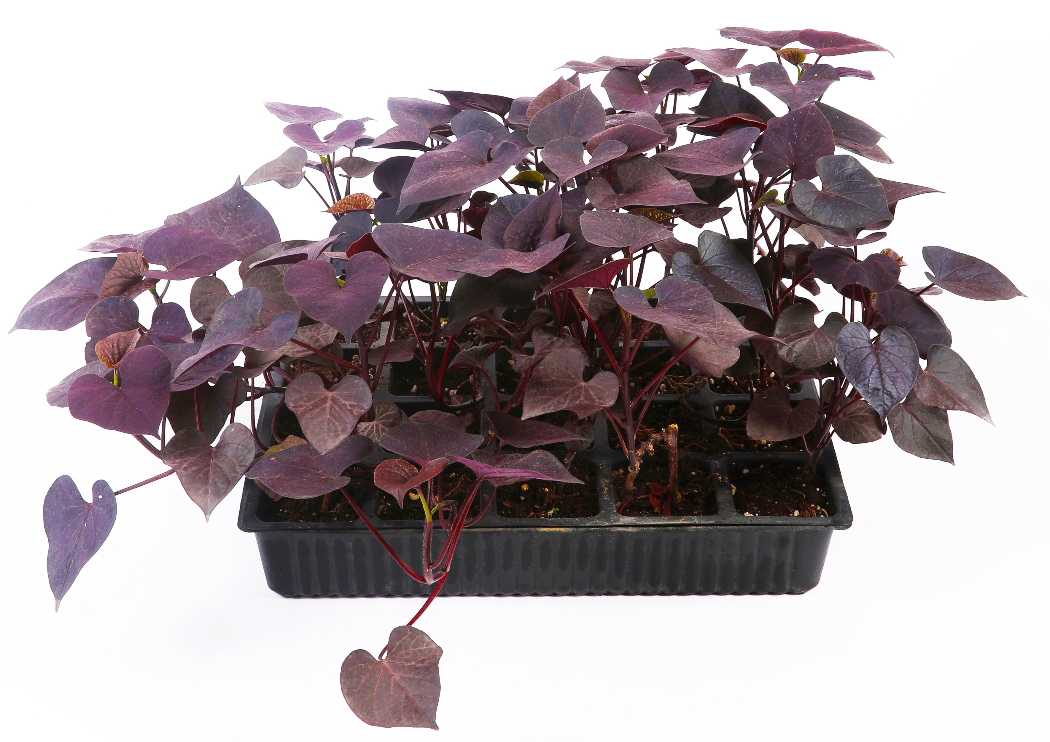 Potato Vine Trays