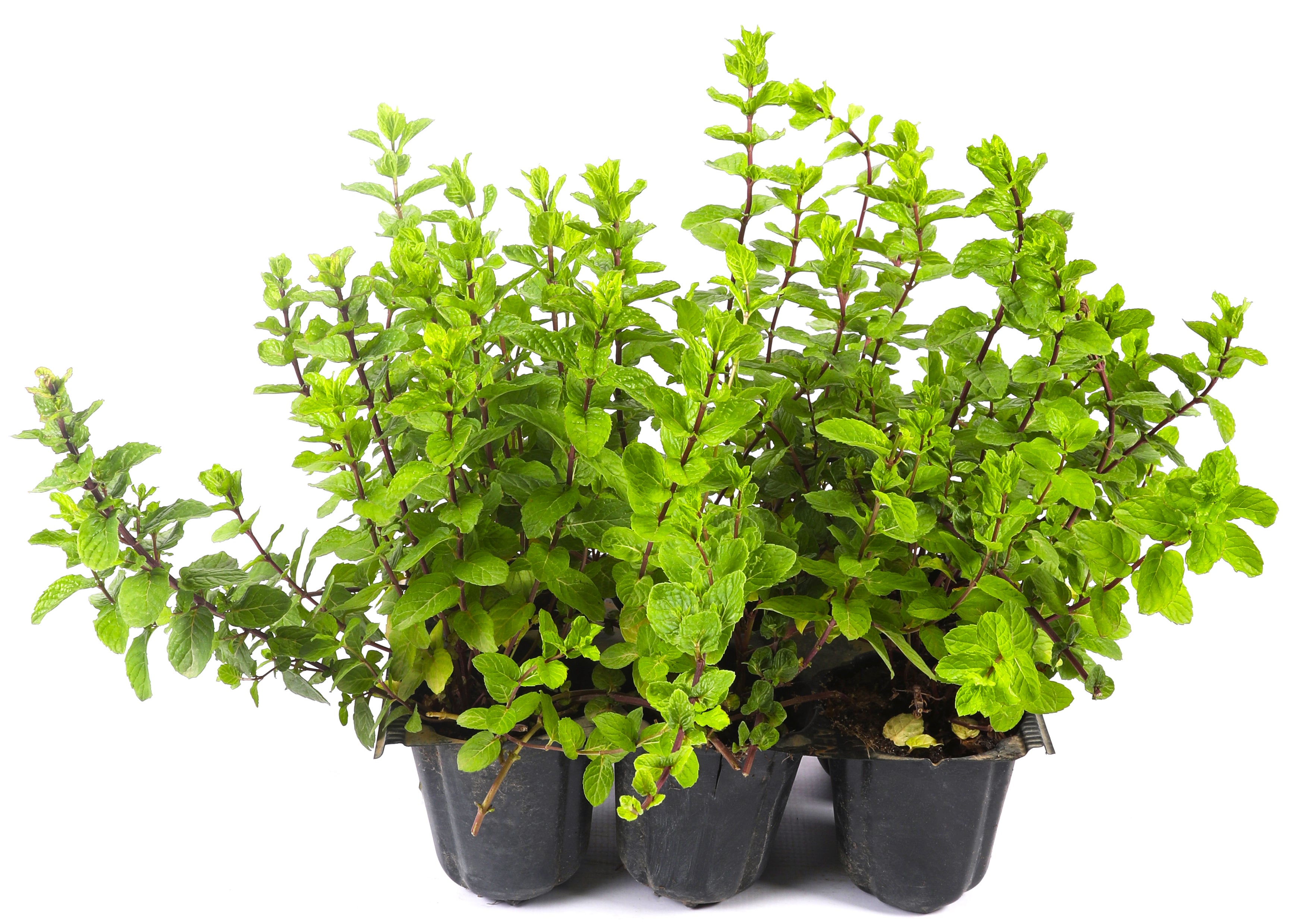 نعناع مغربي