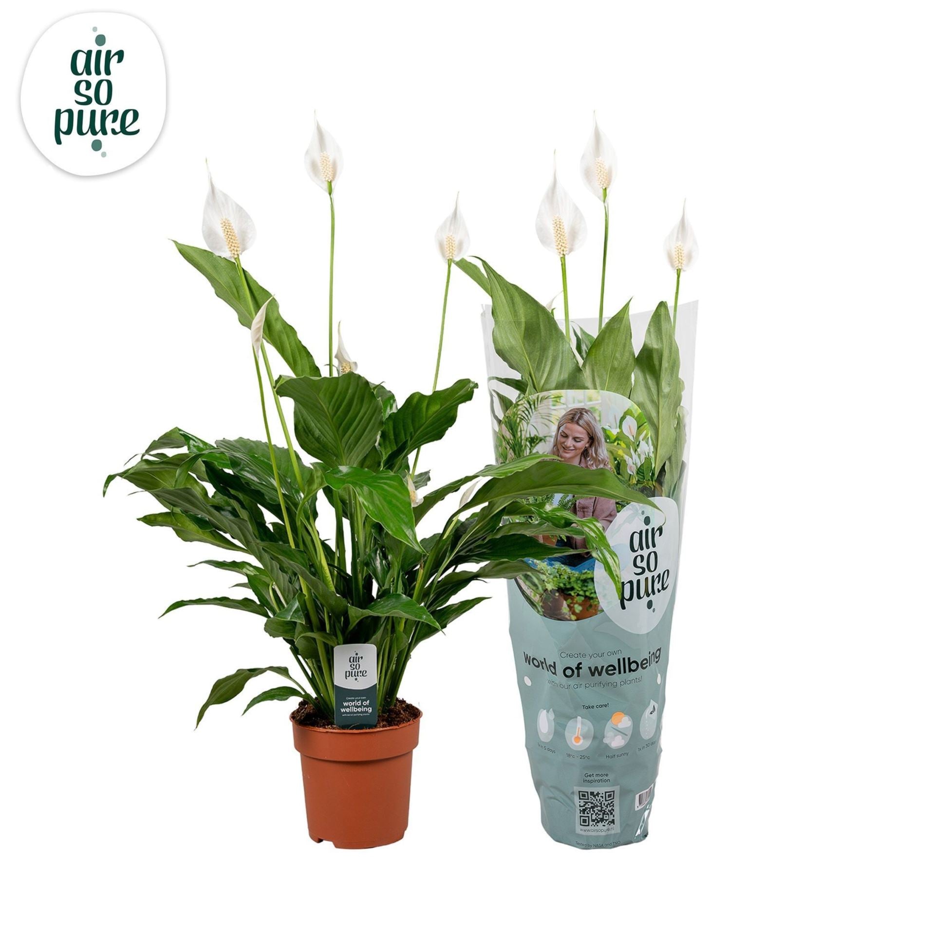 Spathiphyllum sweet chico