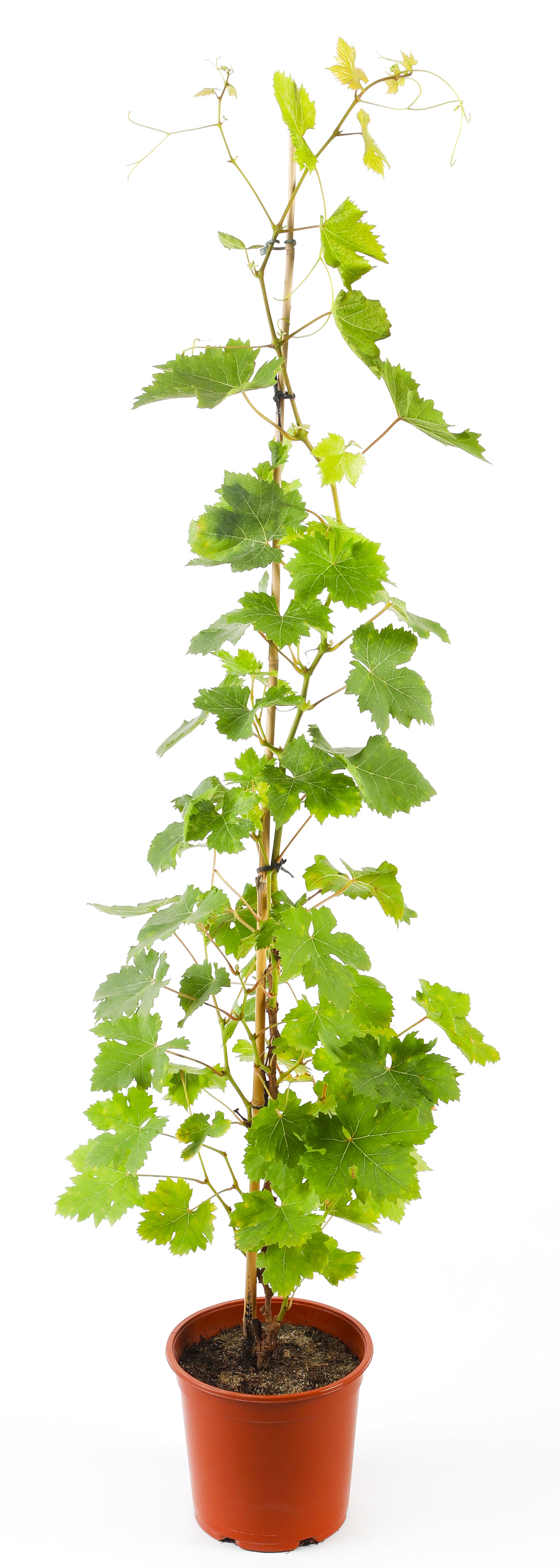 Grapes