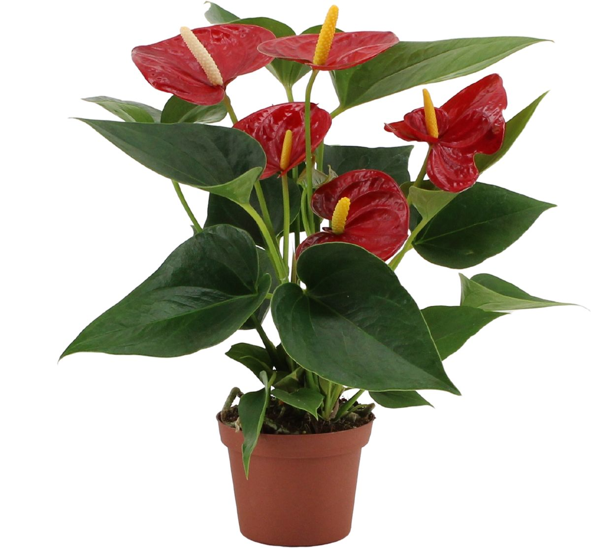 Anthurium