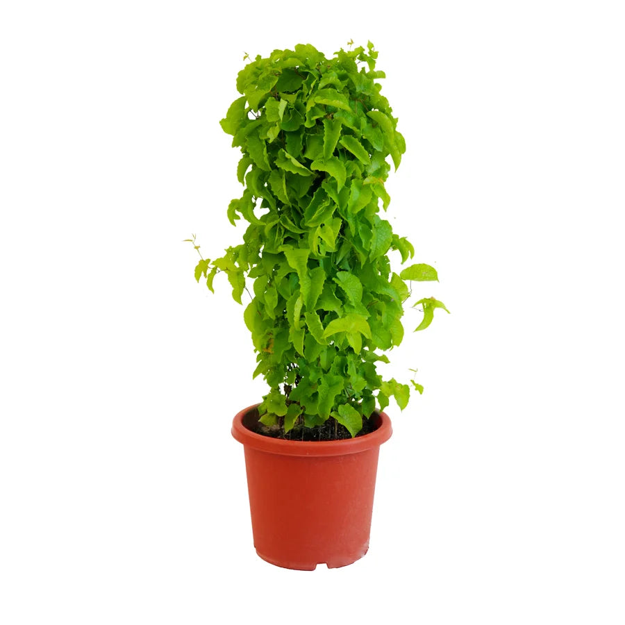 Antigonon