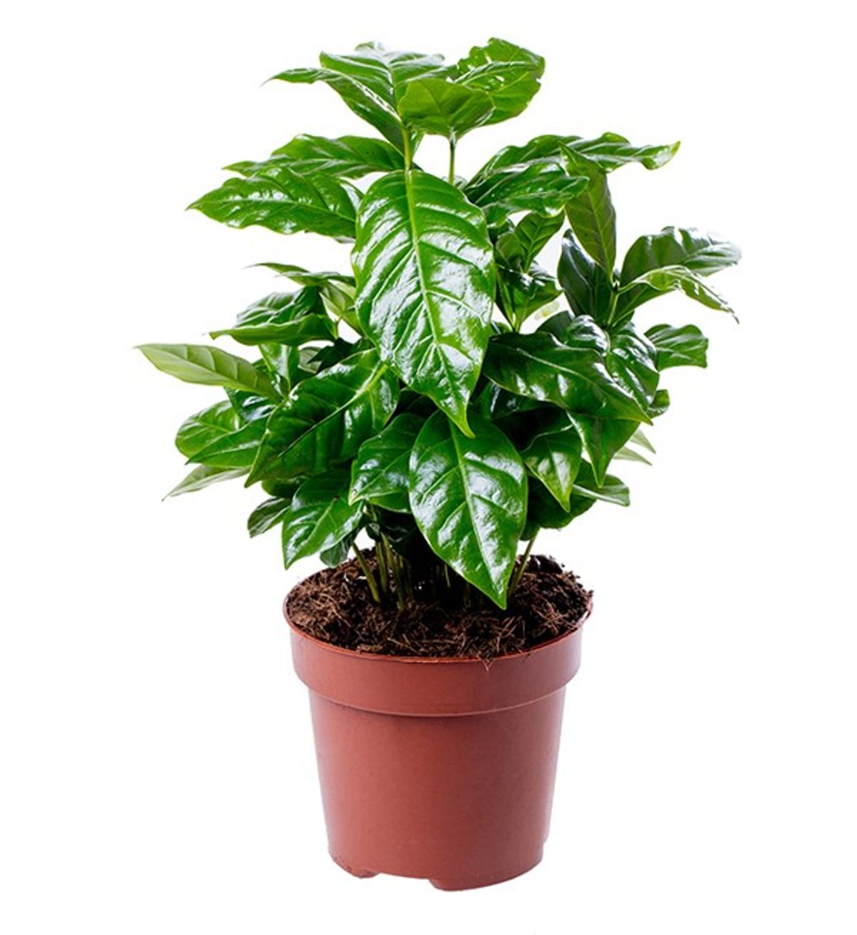 Coffea Arabica