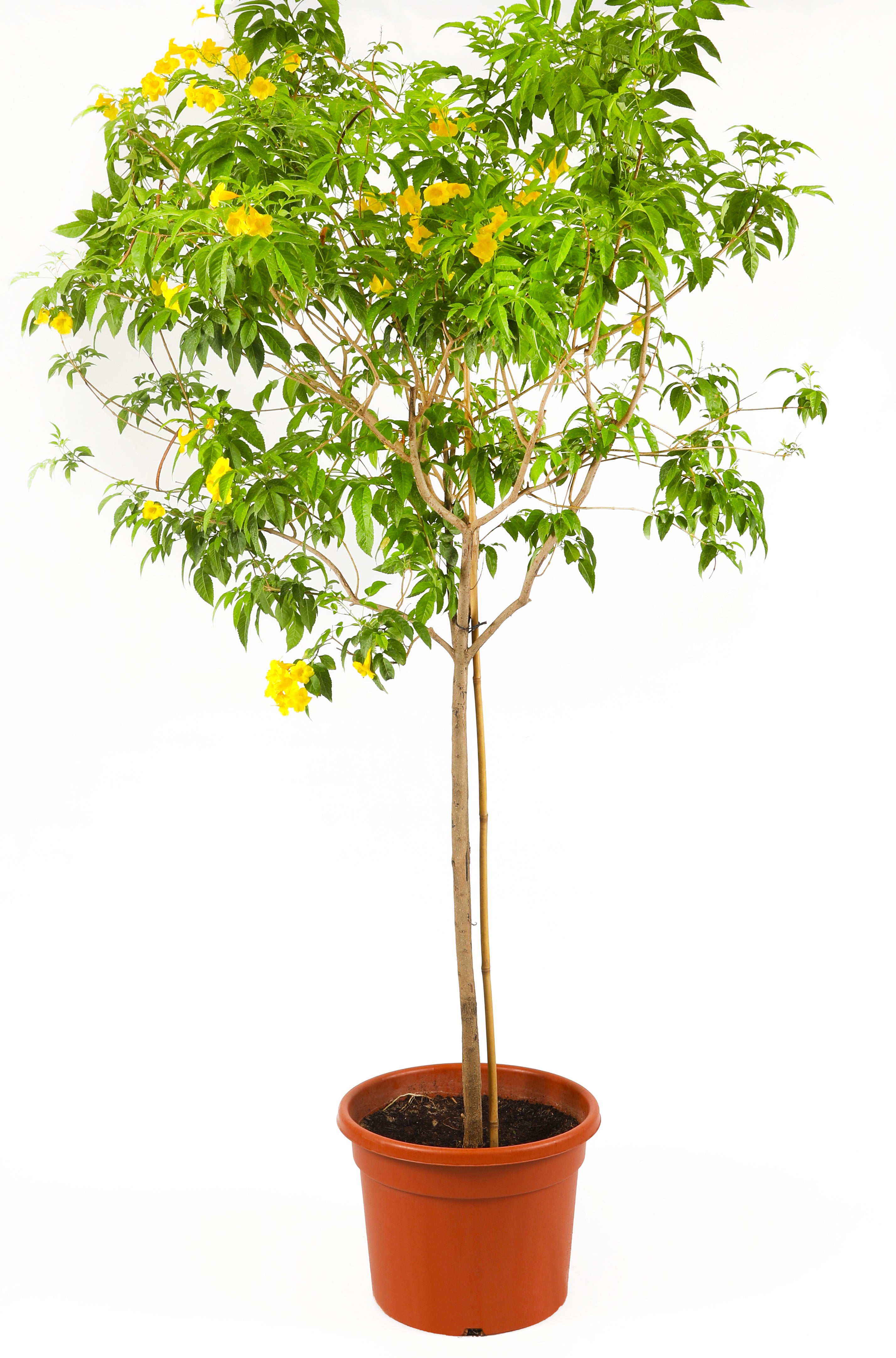 شجرة تيكوما