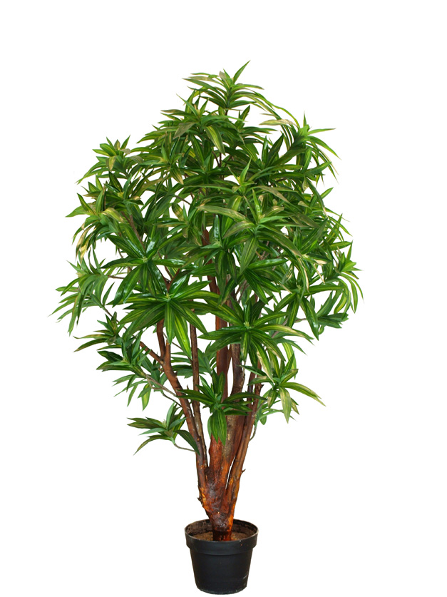 le dracaena DRACAENA REFLEXA