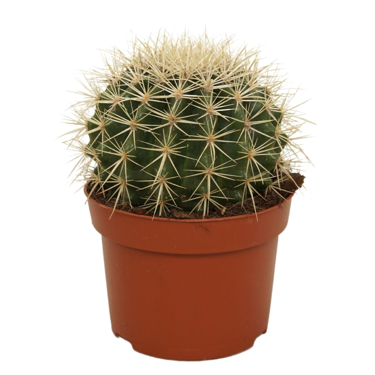Golden Ball Cactus