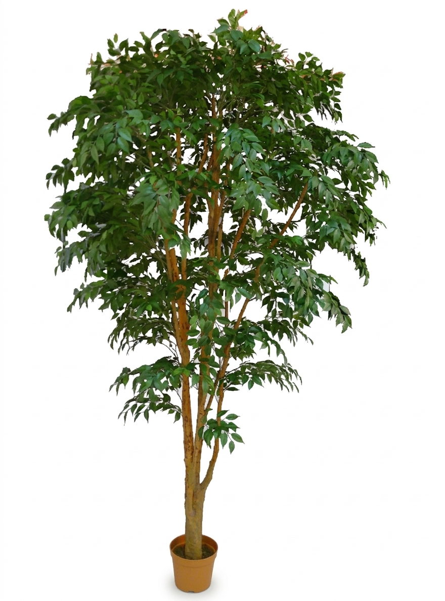 Mini Ficus LVS