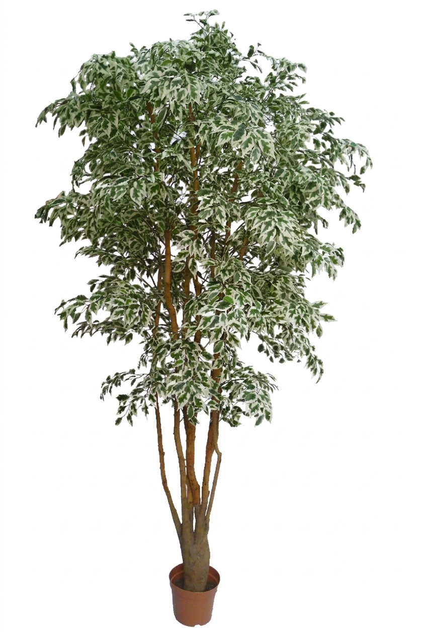 MINI VARIEGATED FICUS LV5