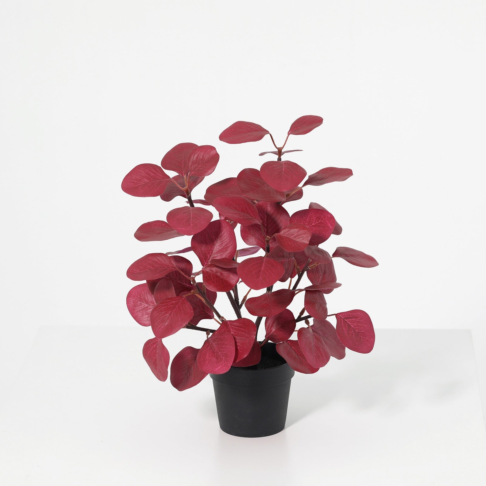 Red Eucalyputs potted plant 55ivs