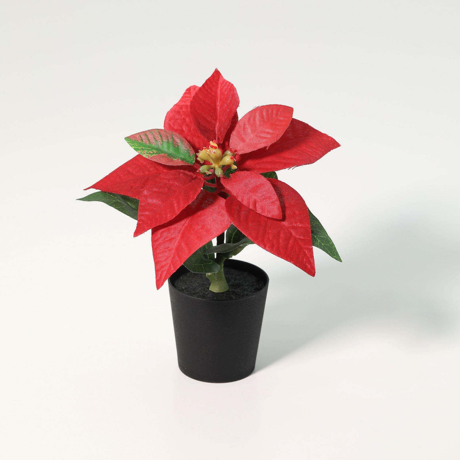 Poinsettia 1 Flower 3Ivs Potted Plant