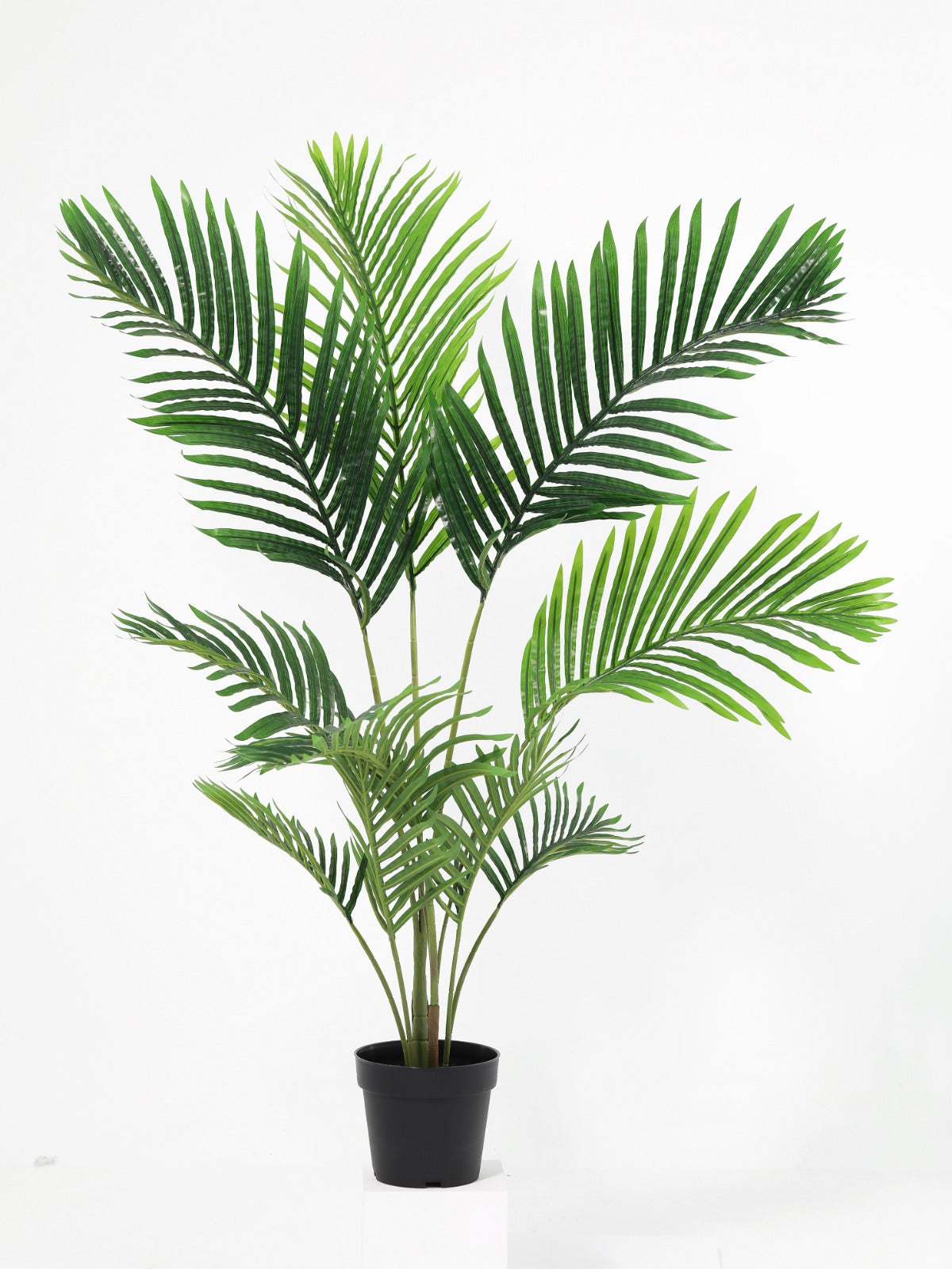 Palm potted plant