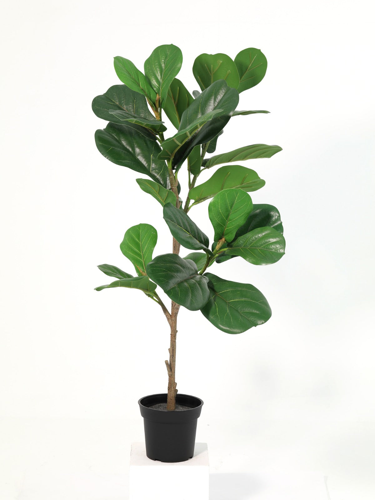 Ficus Lyrata 26Ivs Potted Plant