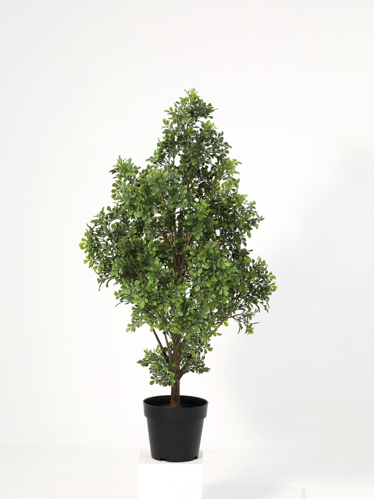 Conical mizilan potted plant