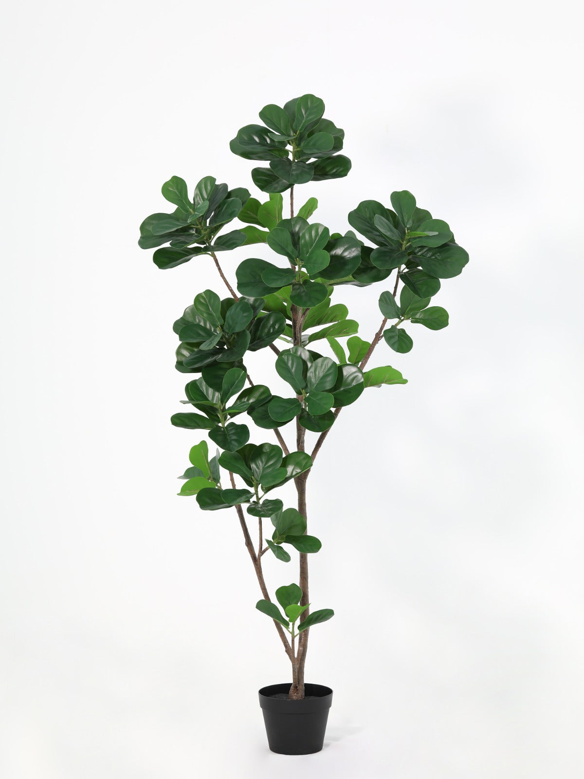 Fiddles Tree