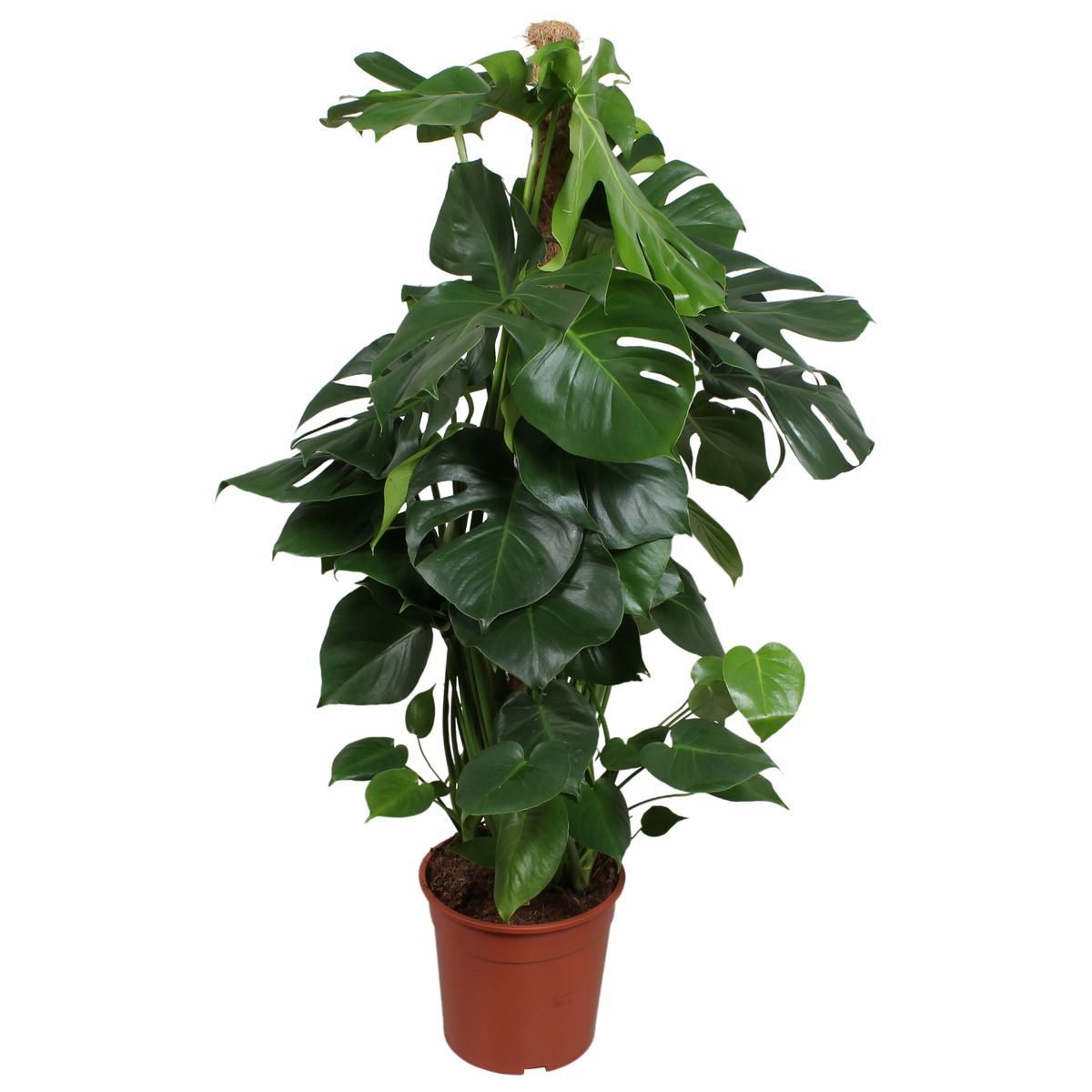 monstera