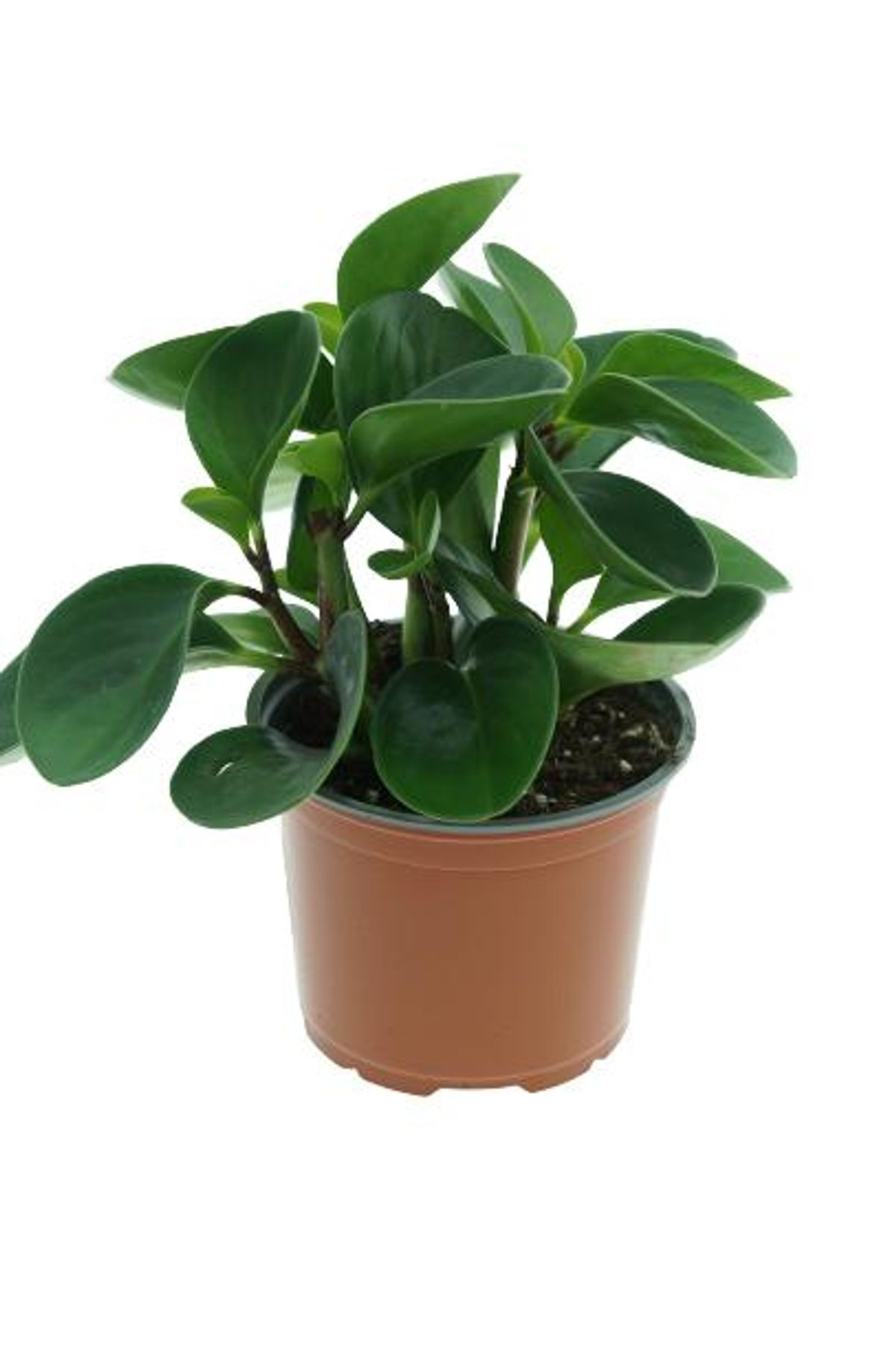 Peperomia