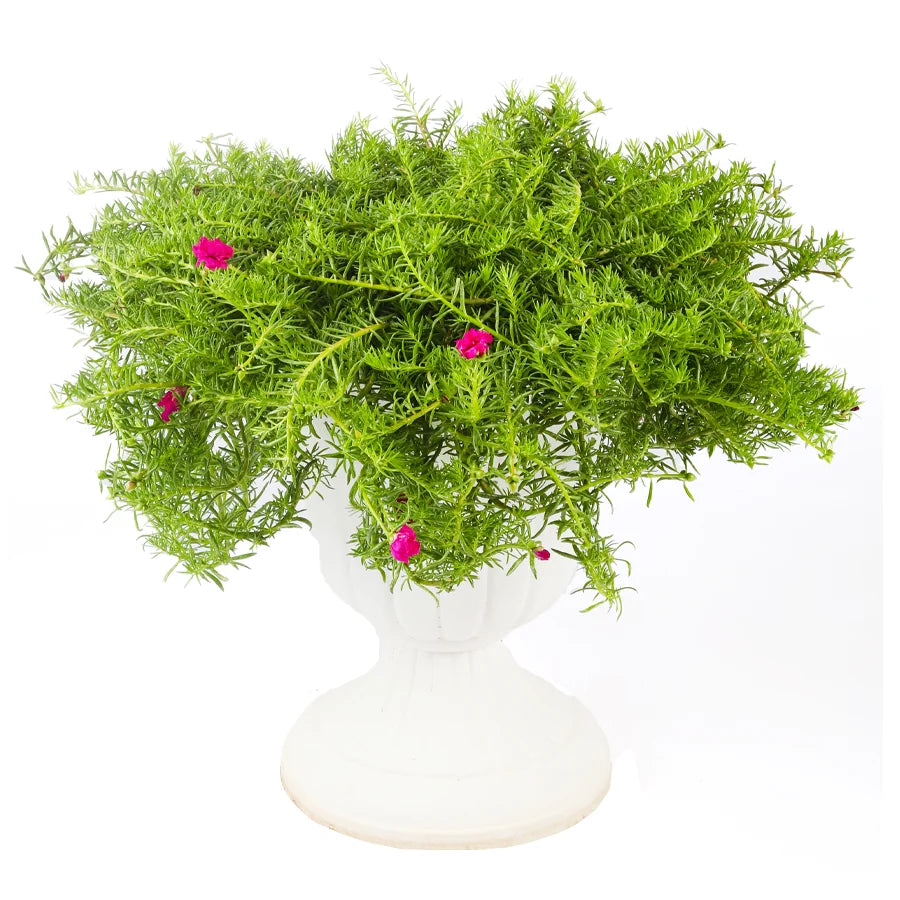 Portulaca Algerie