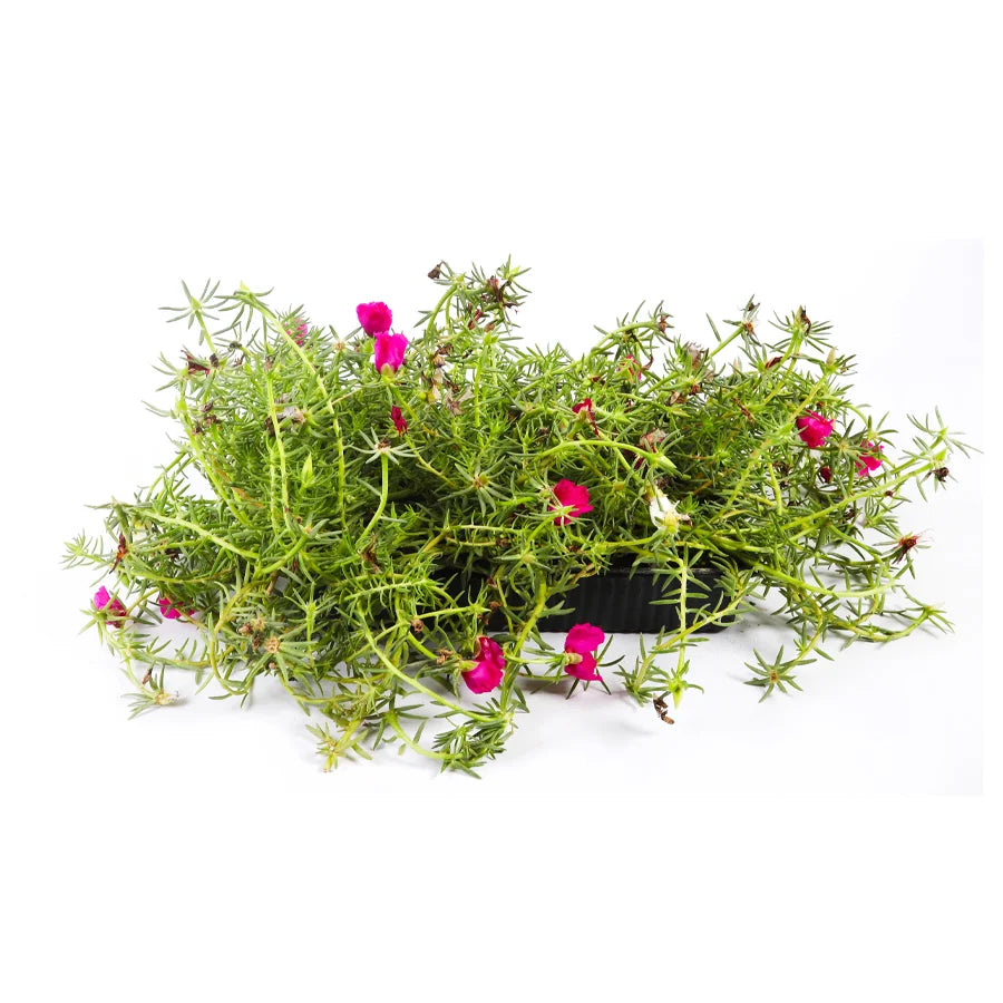 الرجلة الألمانية