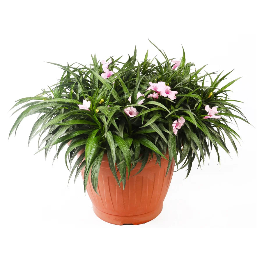Ruellia