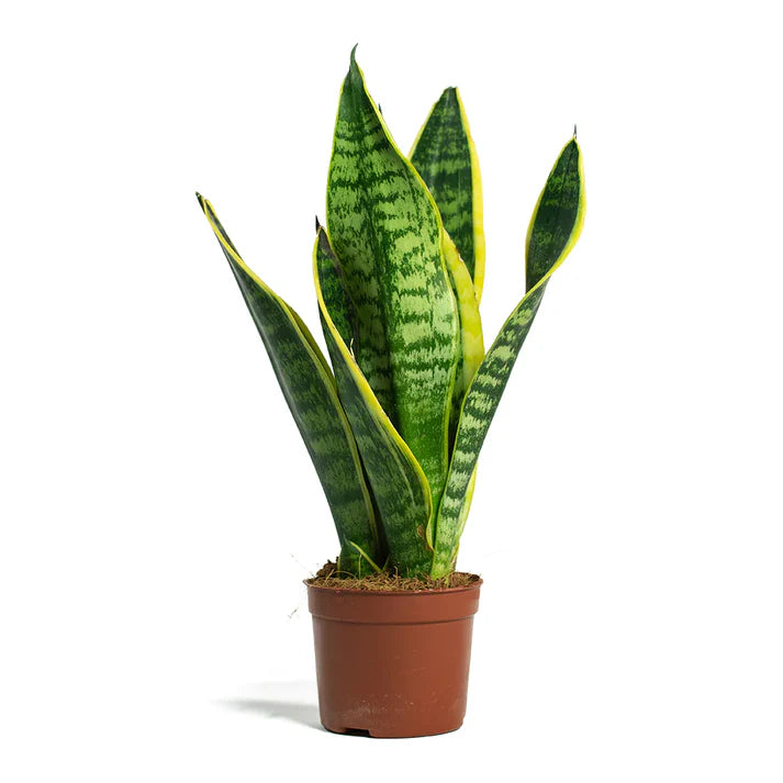 Sansevieria