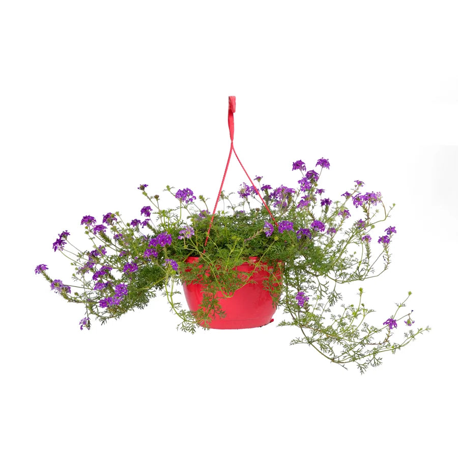 Verbena in Hanging Pot