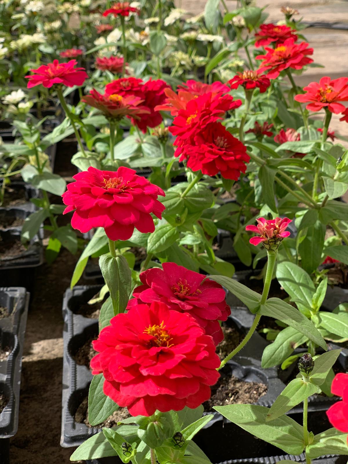 Zinnia