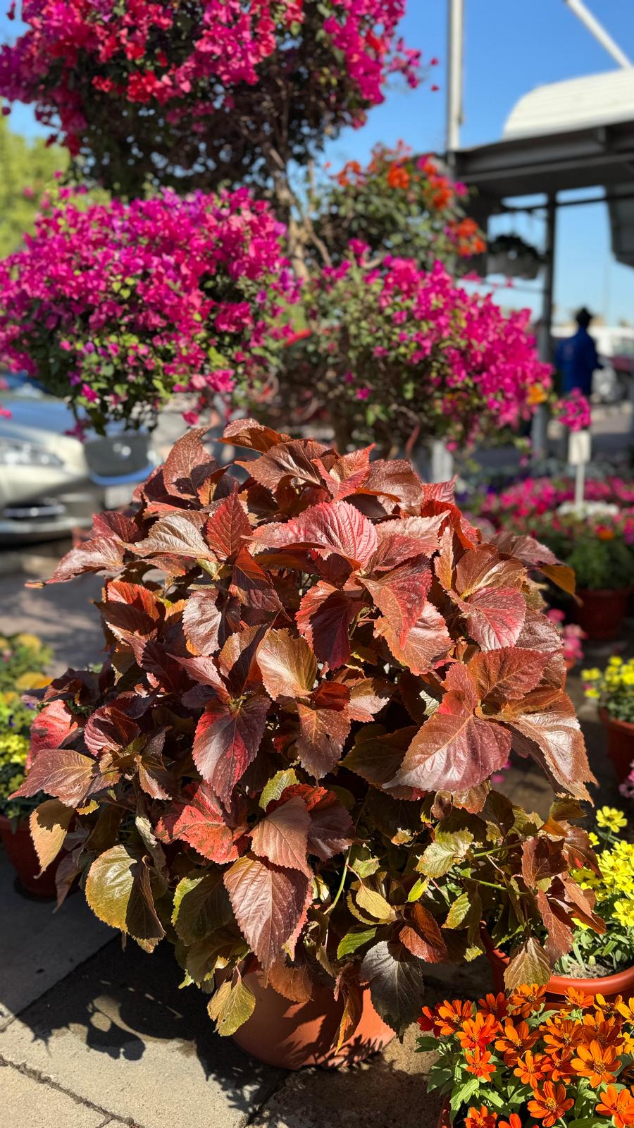 Acalypha hispida