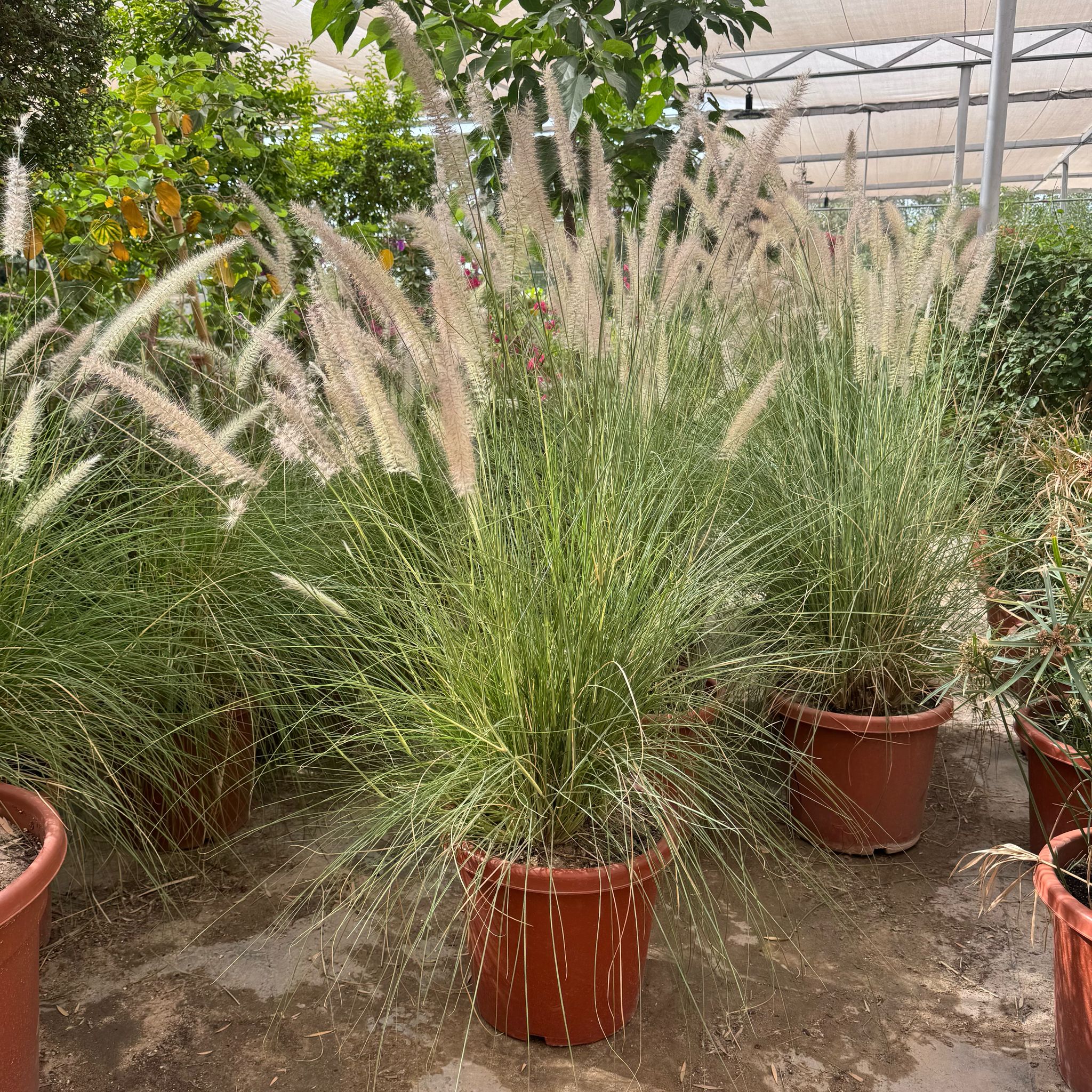 PENNISETUM SETACEUM