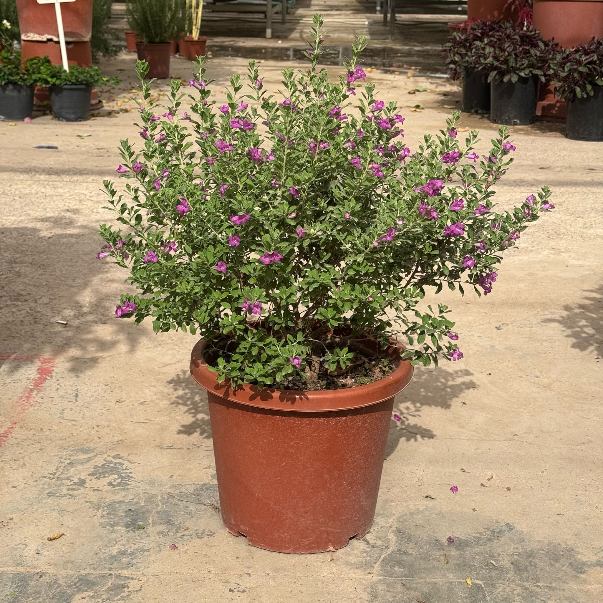 Leucophyllum frutescens