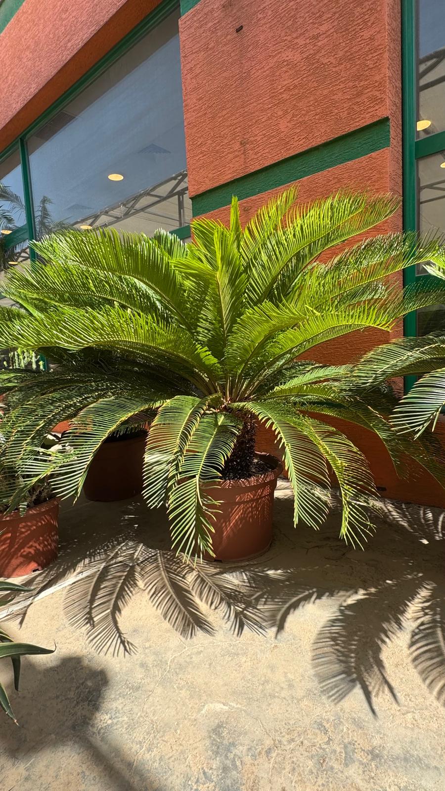 Cycas