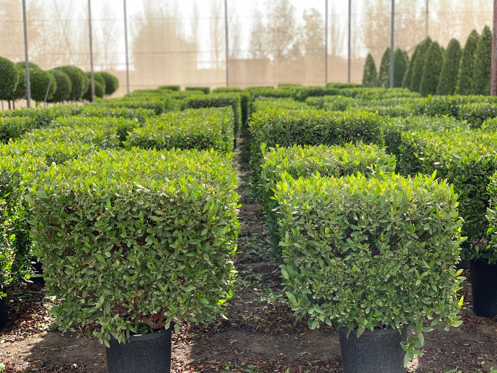 Conocarpus square