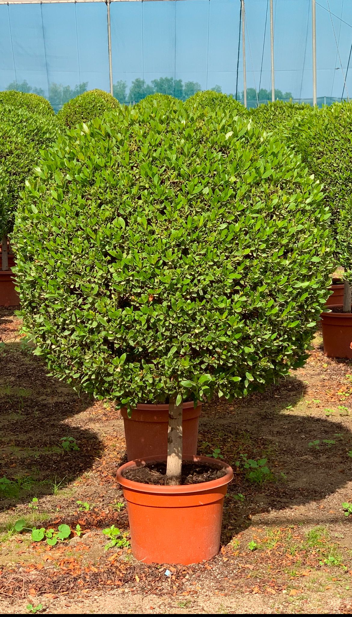 Conocarpus ( Ball)