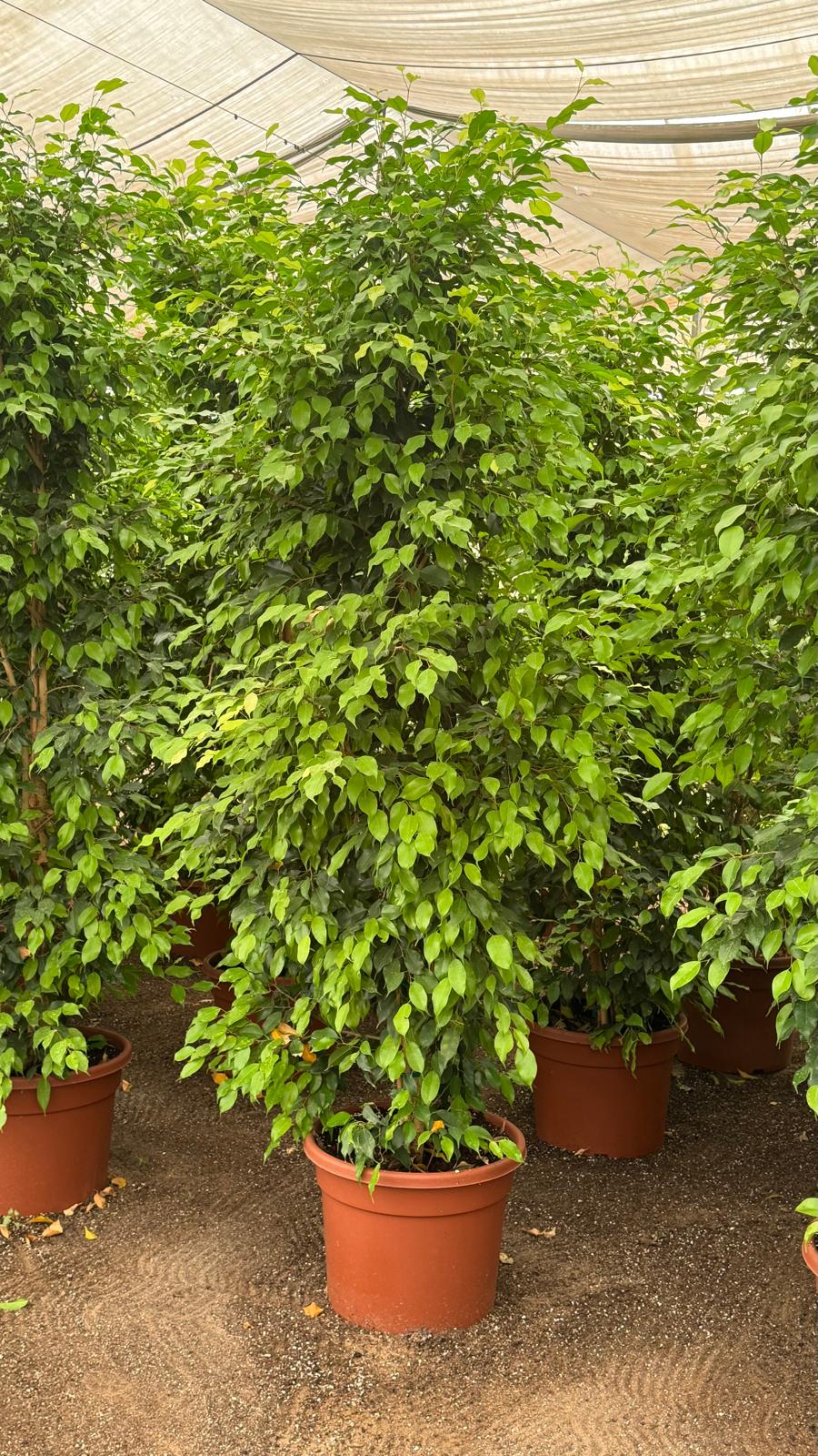 Ficus benjamina