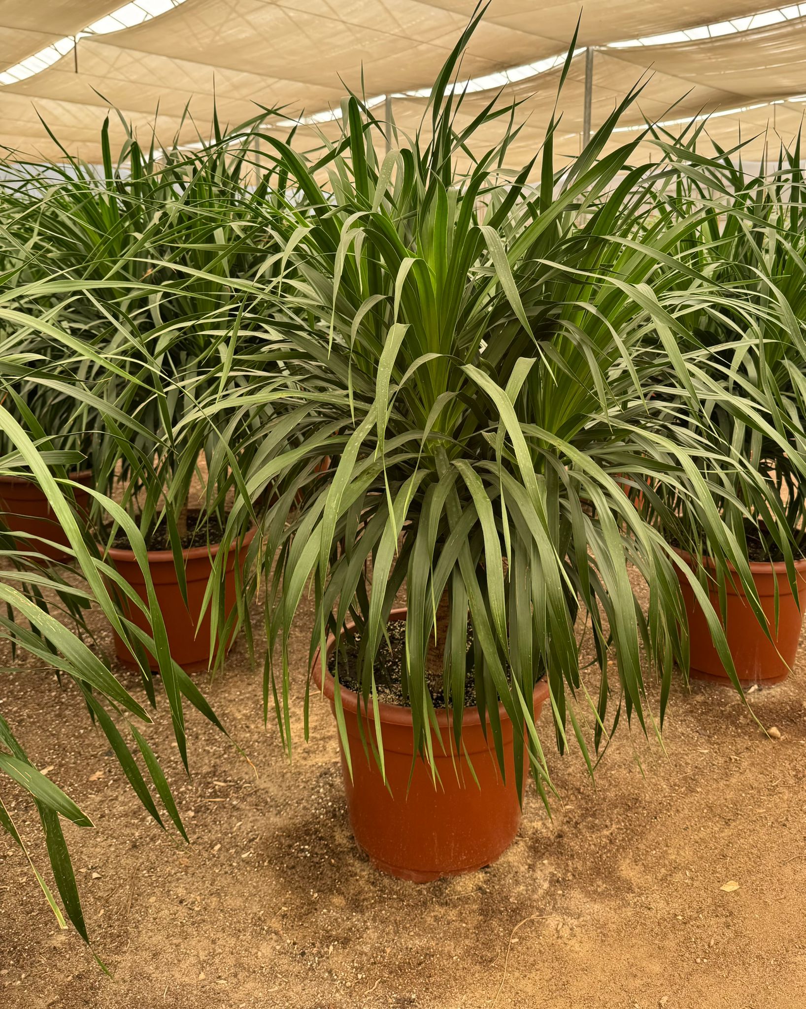 Dracaena draco