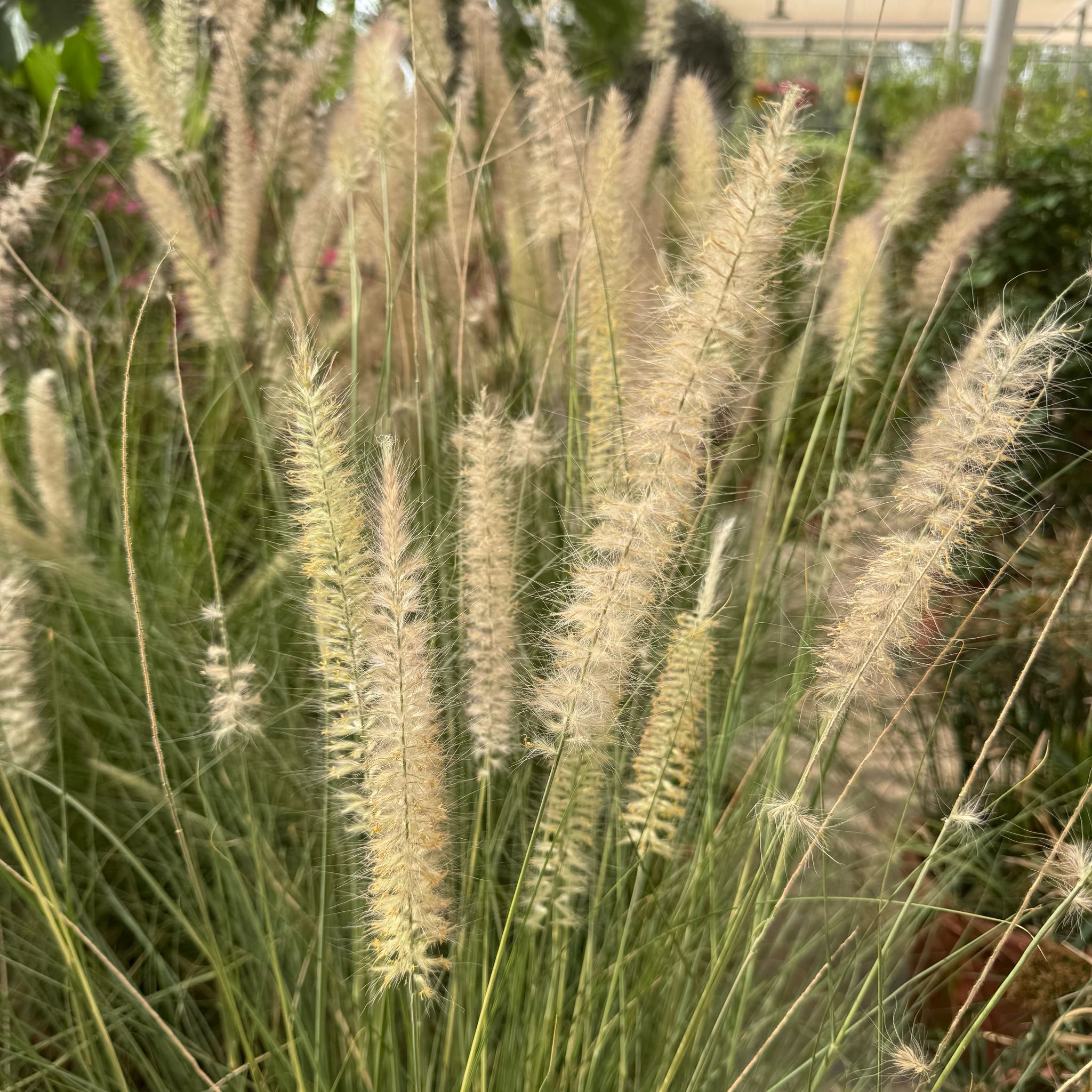 PENNISETUM SETACEUM