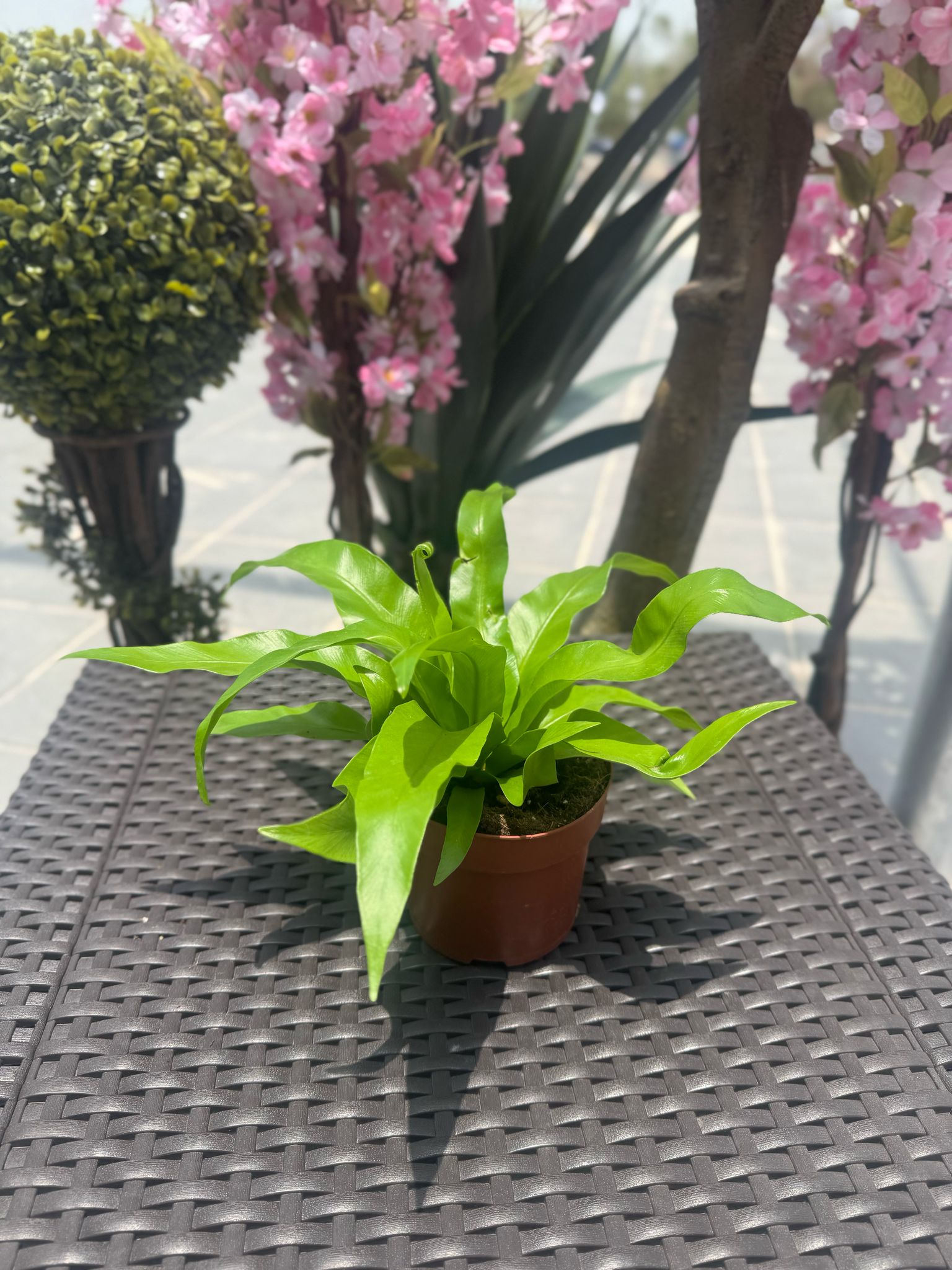 سرخس عش الطير